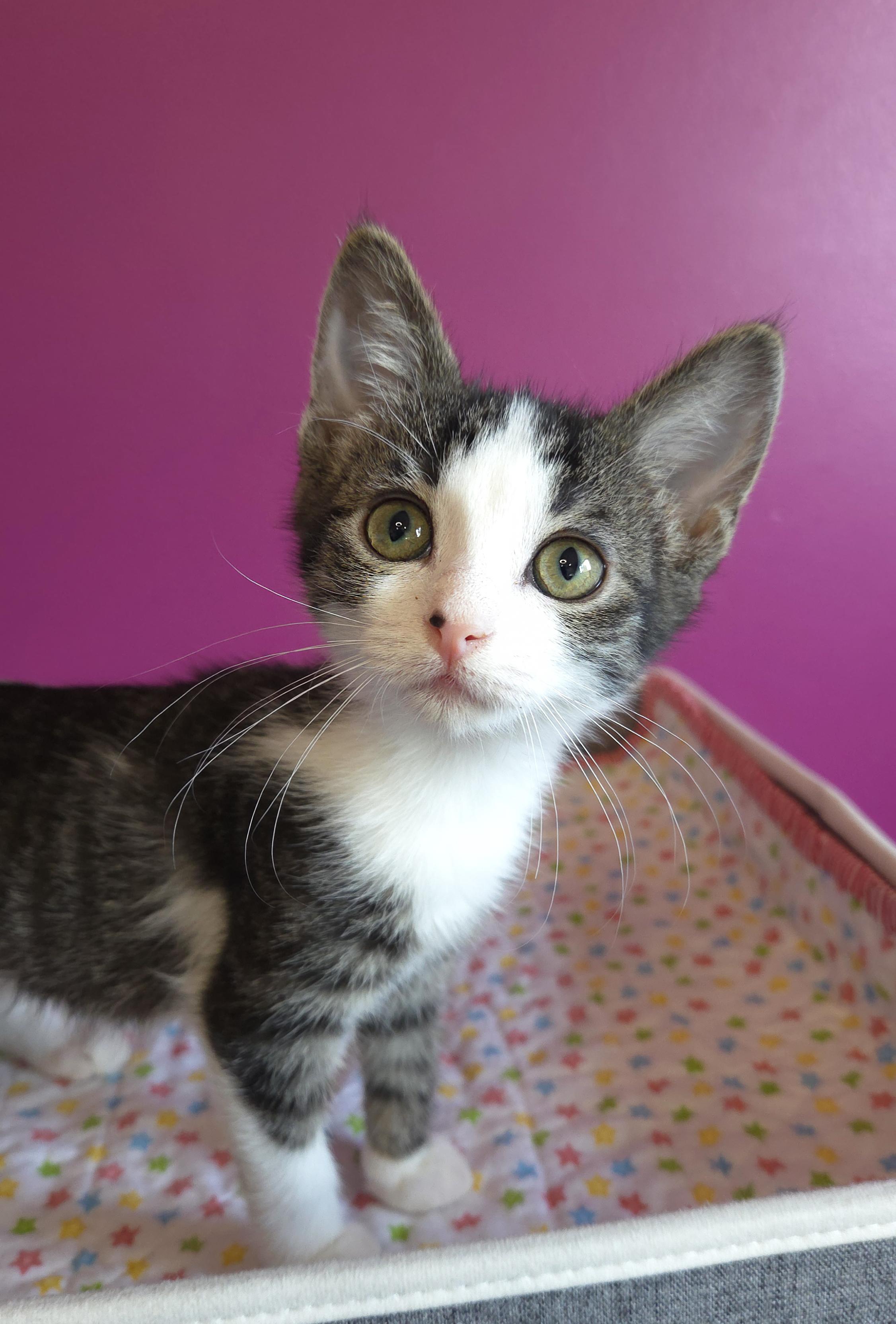 Enlarge Katniss, an adopted Domestic Short Hair in Centerville, UT image 3/3