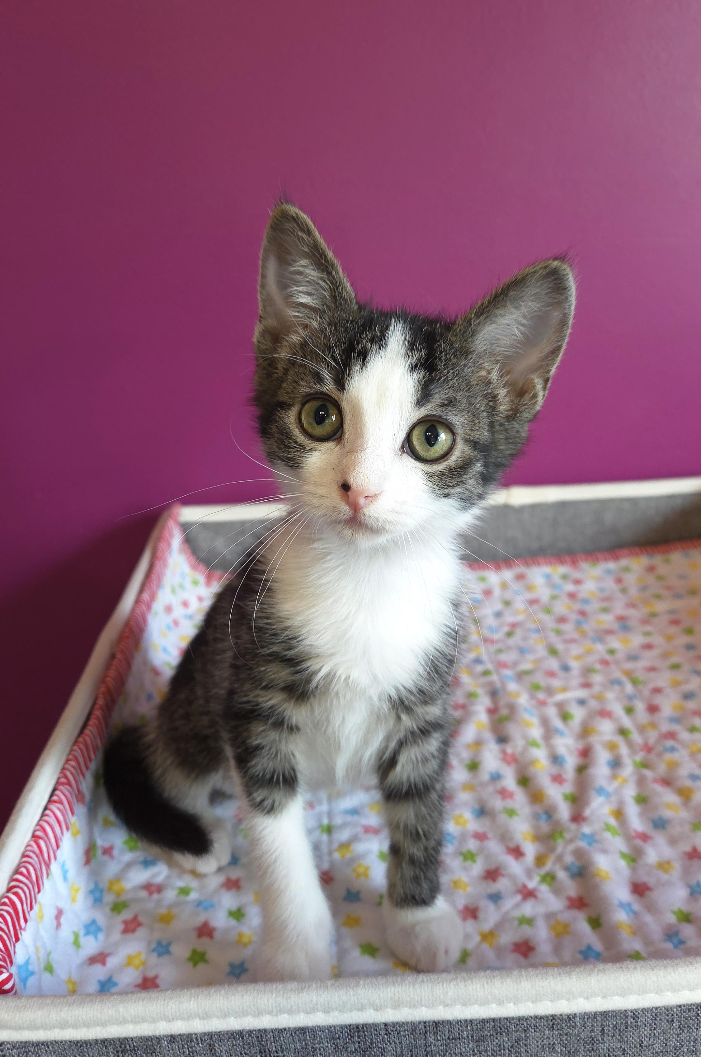 Enlarge Katniss, an adopted Domestic Short Hair in Centerville, UT image 2/3