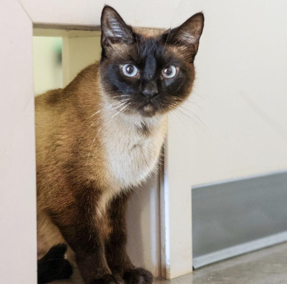 **Cat Cafe** Dolly, a Adoptable Domestic Short Hair in Topeka, KS image 2/3