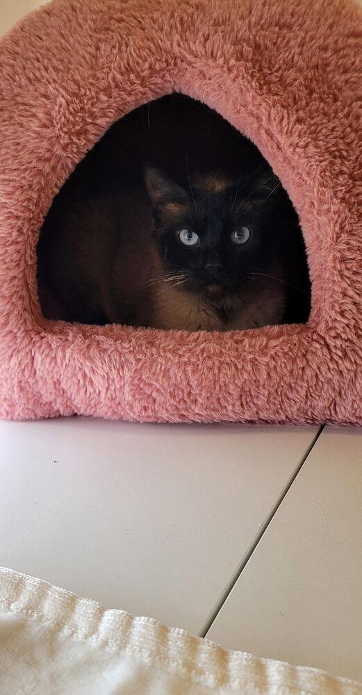 **Cat Cafe** Dolly, a Adoptable Domestic Short Hair in Topeka, KS image 3/3