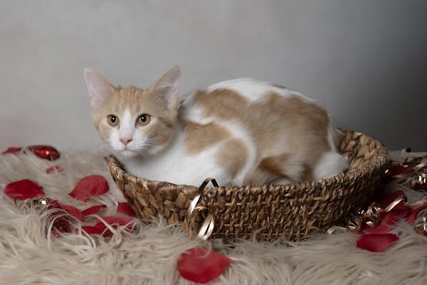 Enlarge Osage, an adopted Domestic Short Hair in Muncie, IN image 2/2