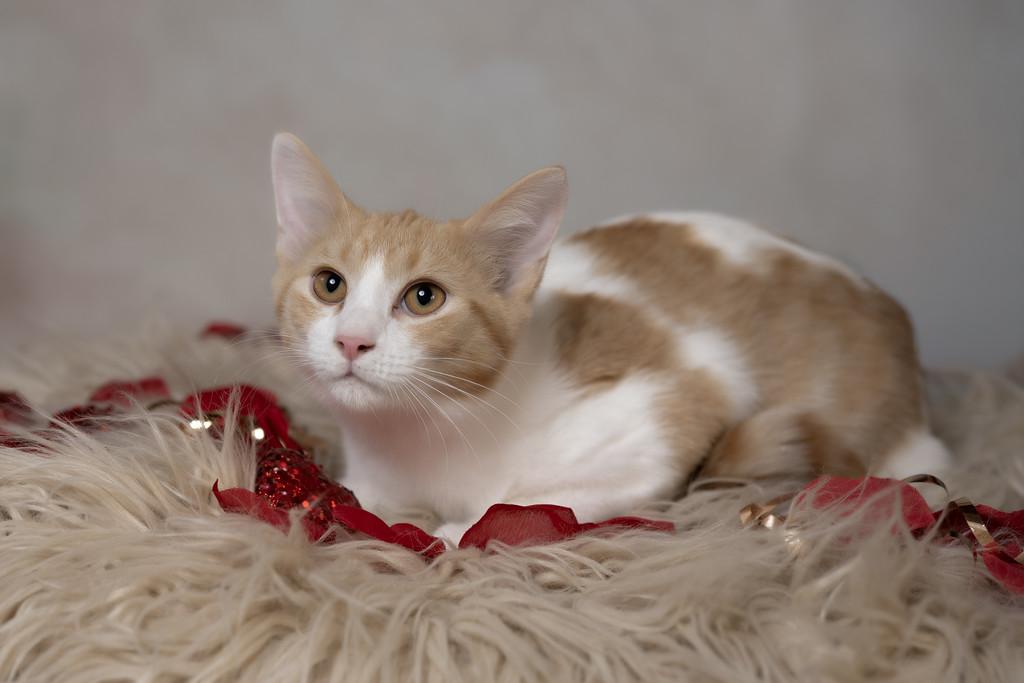 Enlarge Osage, an adopted Domestic Short Hair in Muncie, IN image 1/2