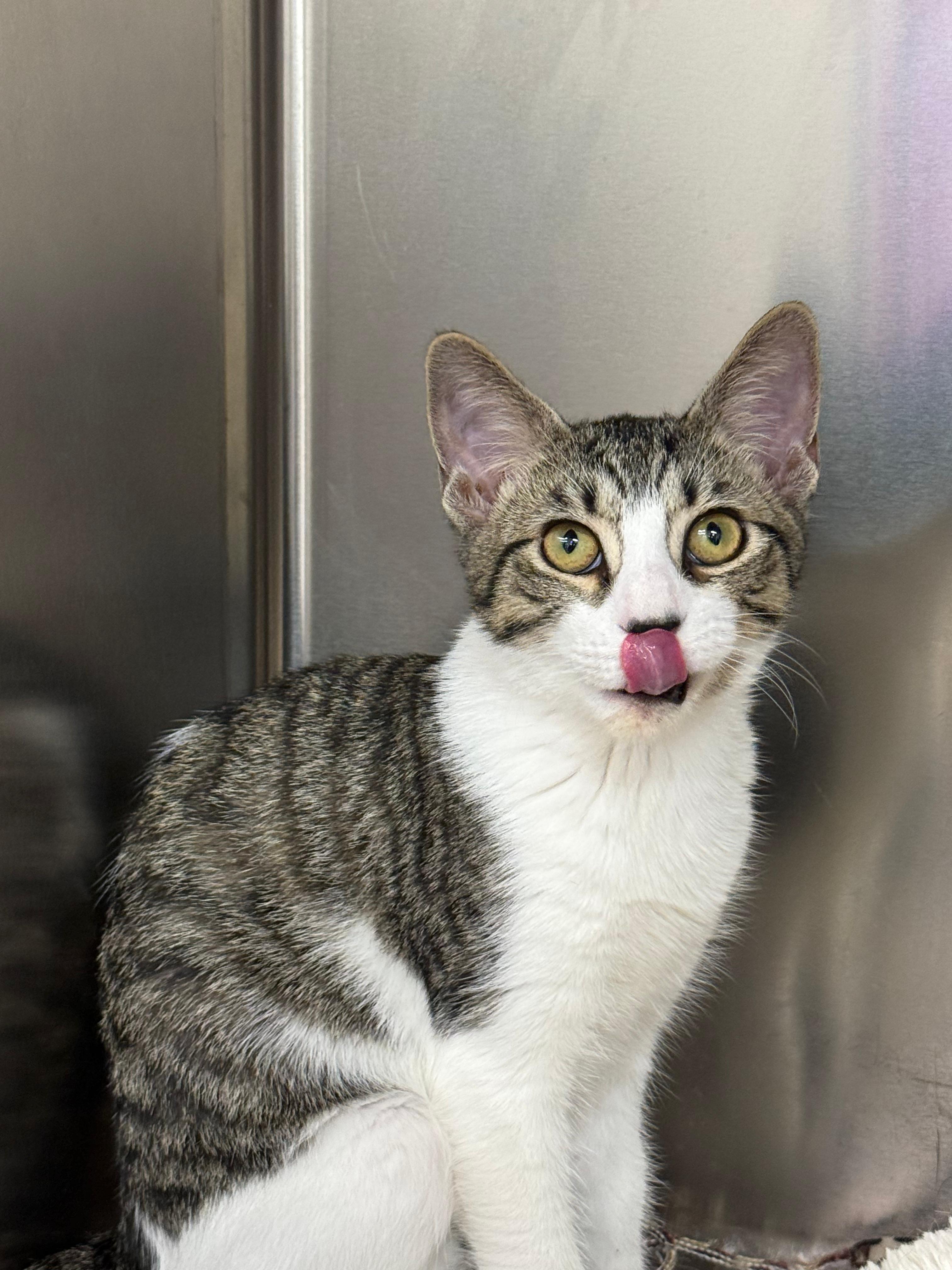 Ditto, adopted, Kitten Female Domestic Short Hair.