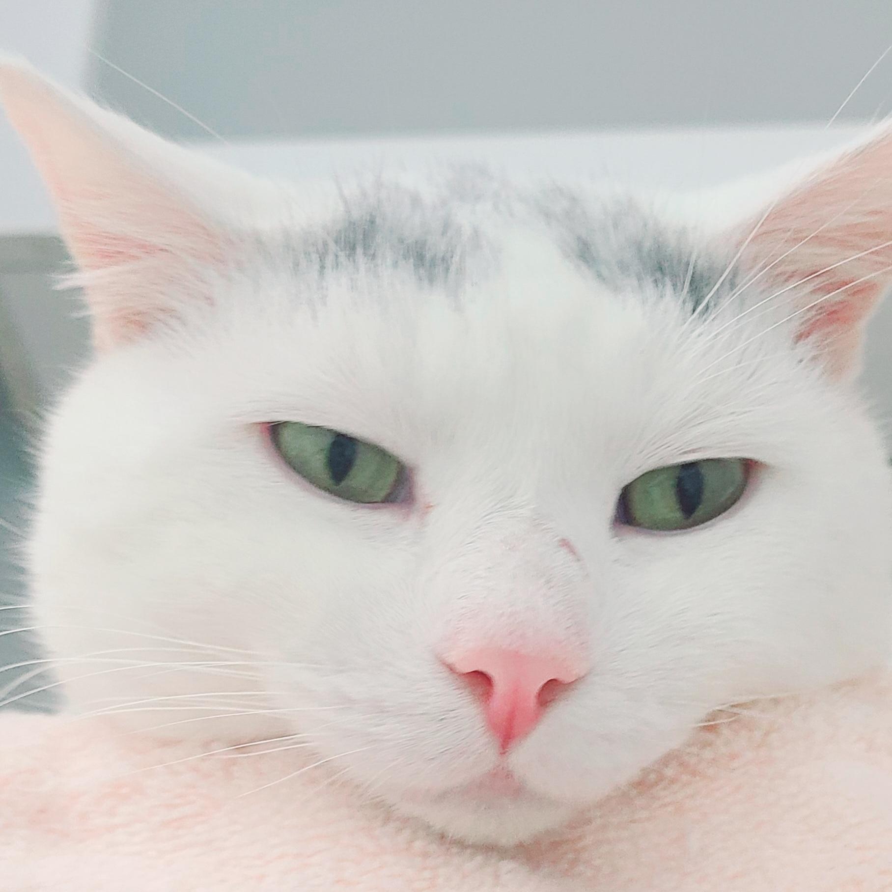 Bailey-LAP CAT!, a Adoptable mixed breed in Berlin, CT image 3/6