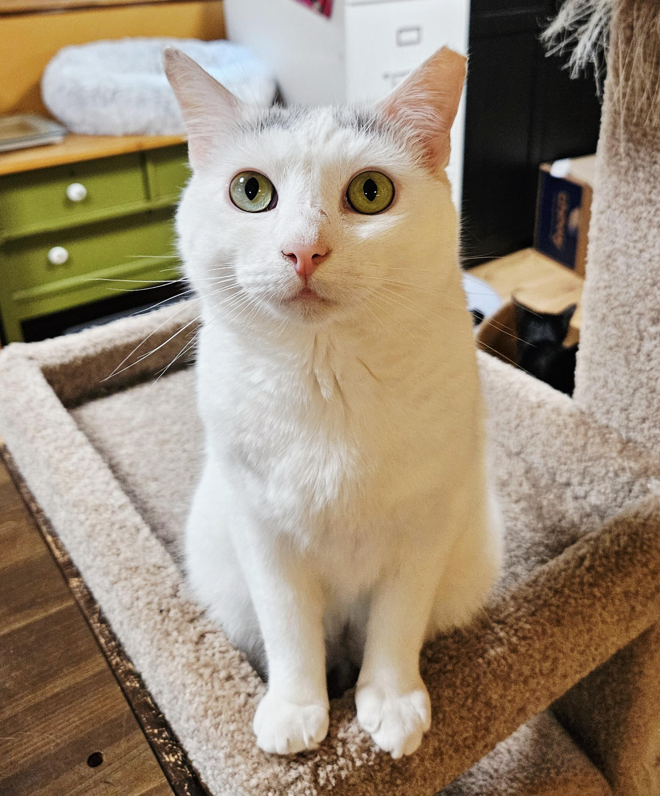 Bailey-LAP CAT!, a Adoptable mixed breed in Berlin, CT image 6/6