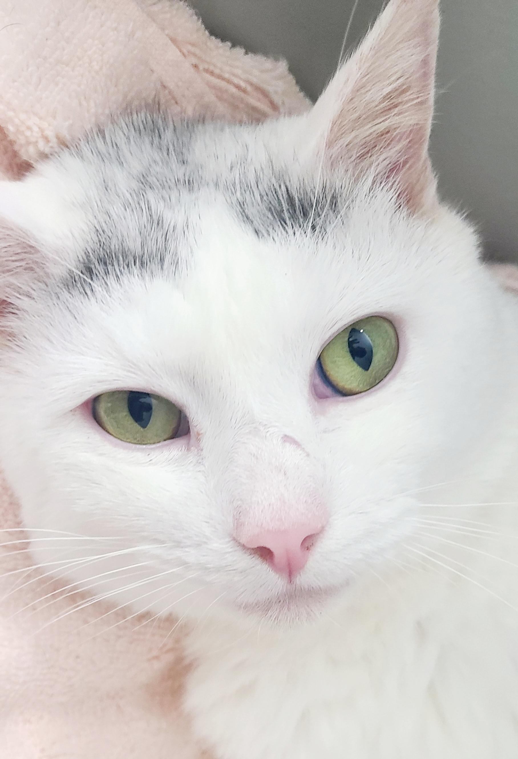 Bailey-LAP CAT!, a Adoptable mixed breed in Berlin, CT image 4/6