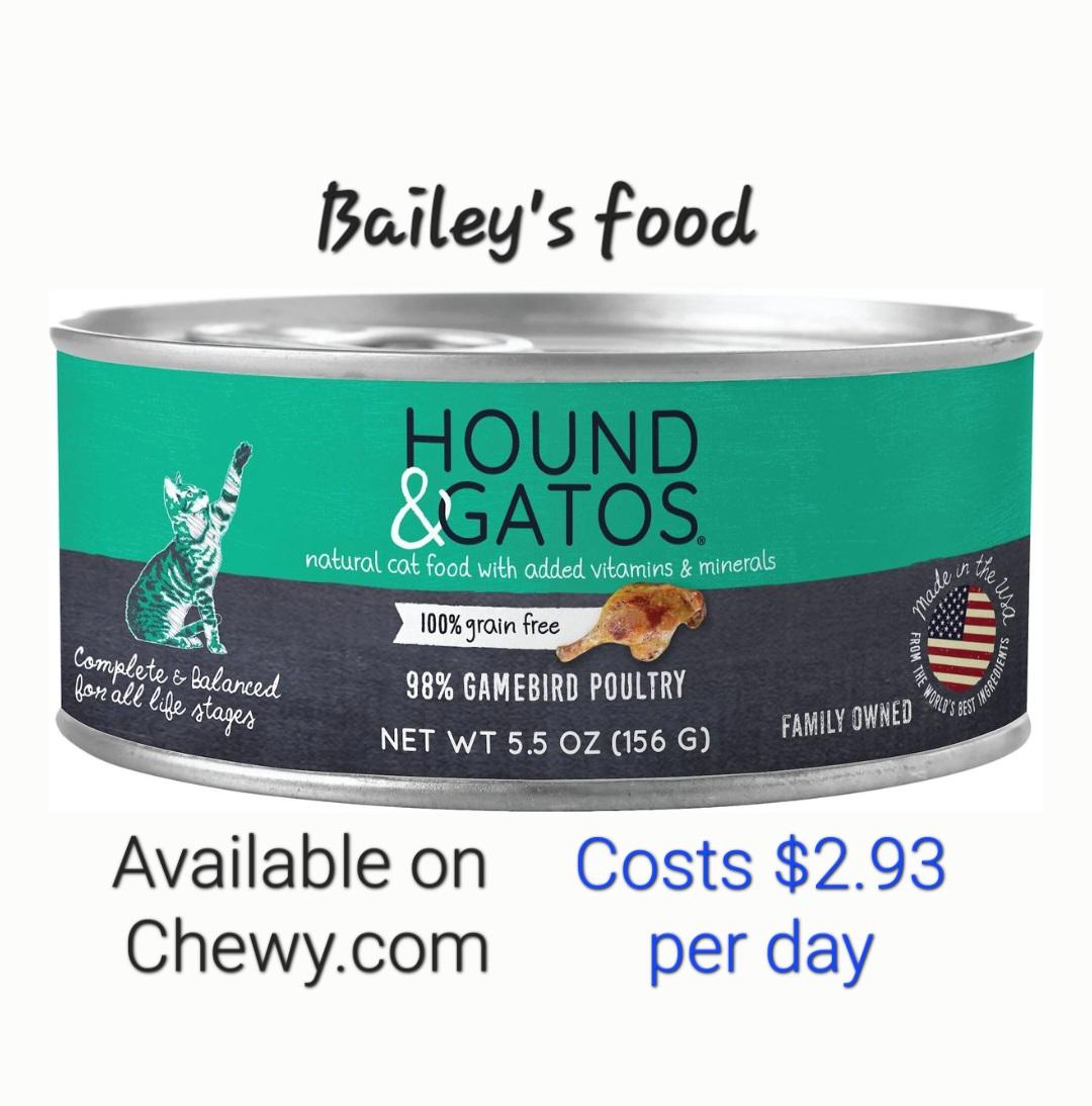 Bailey-LAP CAT!, a Adoptable mixed breed in Berlin, CT image 5/6