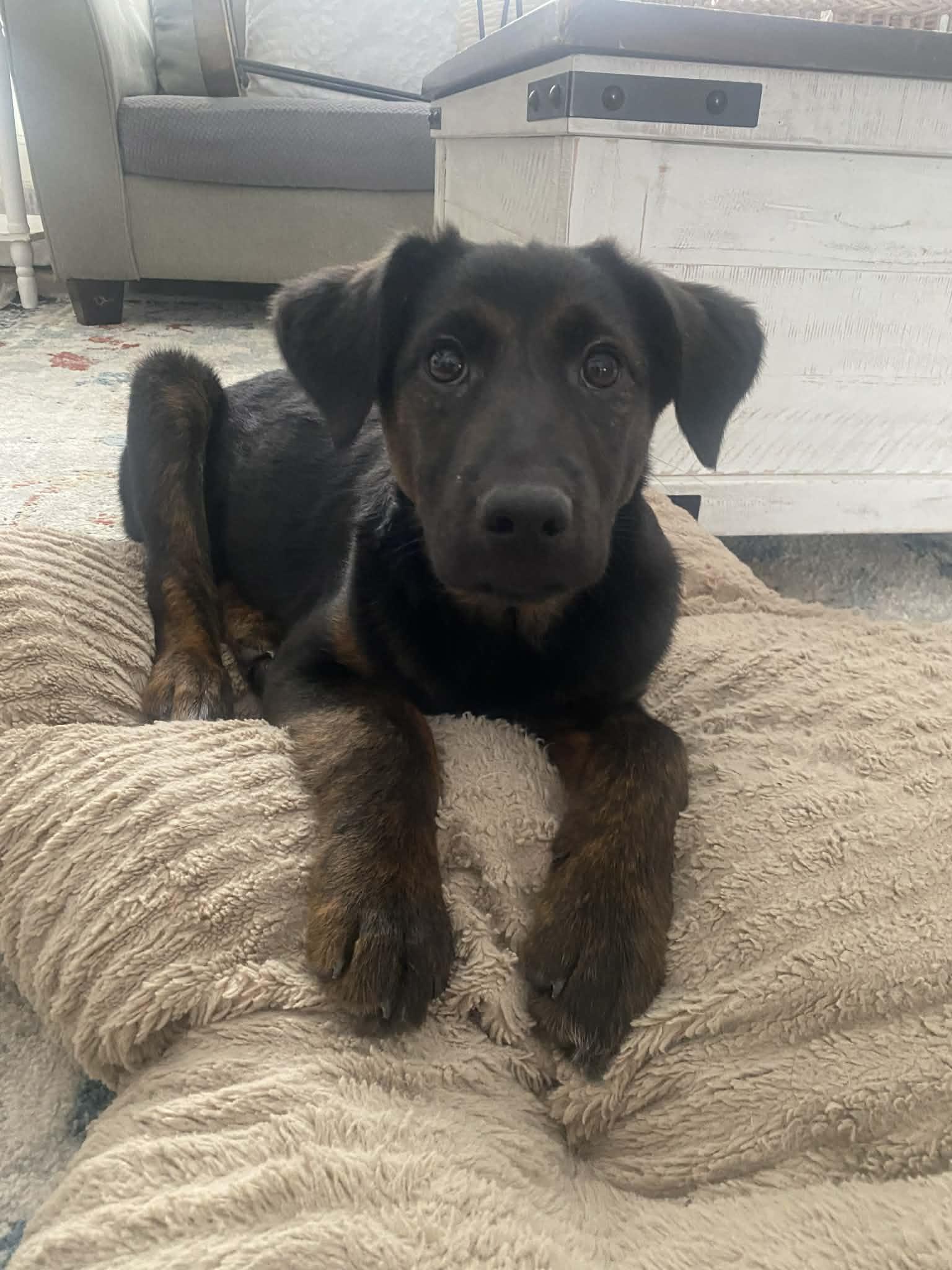 Enlarge Puppy Phyllis , an adopted mixed breed in Blue Bell, PA image 3/5