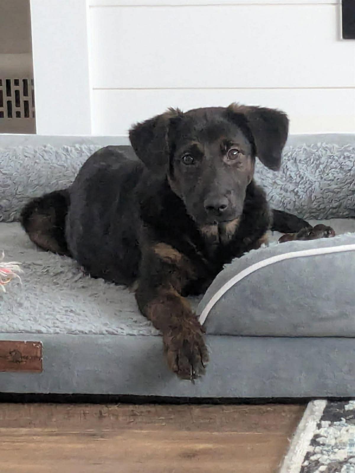 Enlarge Puppy Phyllis , an adopted mixed breed in Blue Bell, PA image 5/5