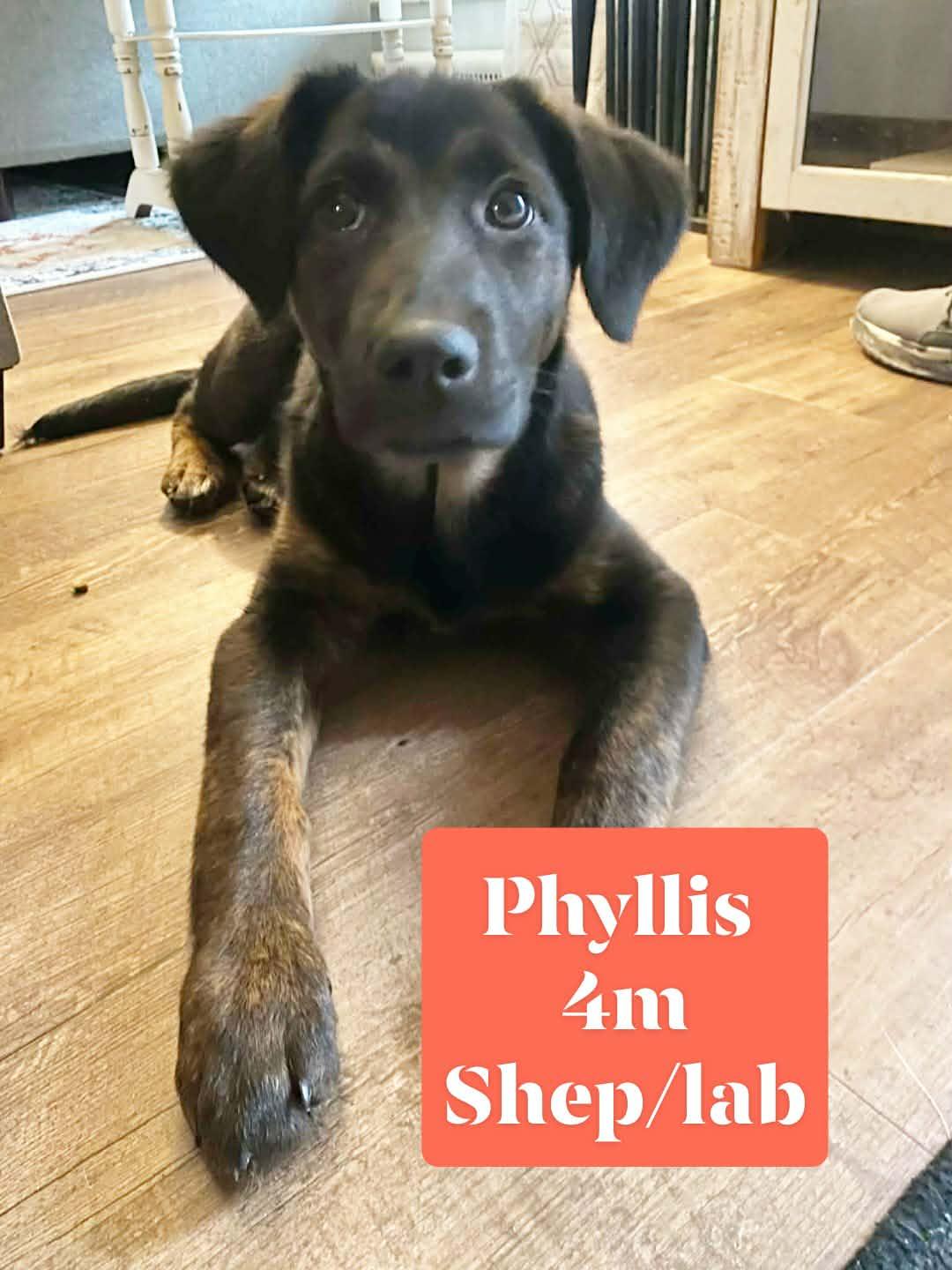 Puppy Phyllis , adopted, Puppy Female German Shepherd Dog & Black Labrador Retriever.