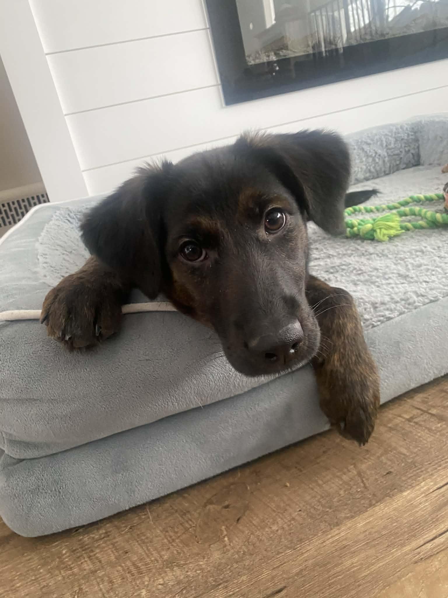 Enlarge Puppy Phyllis , an adopted mixed breed in Blue Bell, PA image 2/5