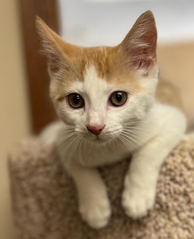 Clementine ADOPTED:)