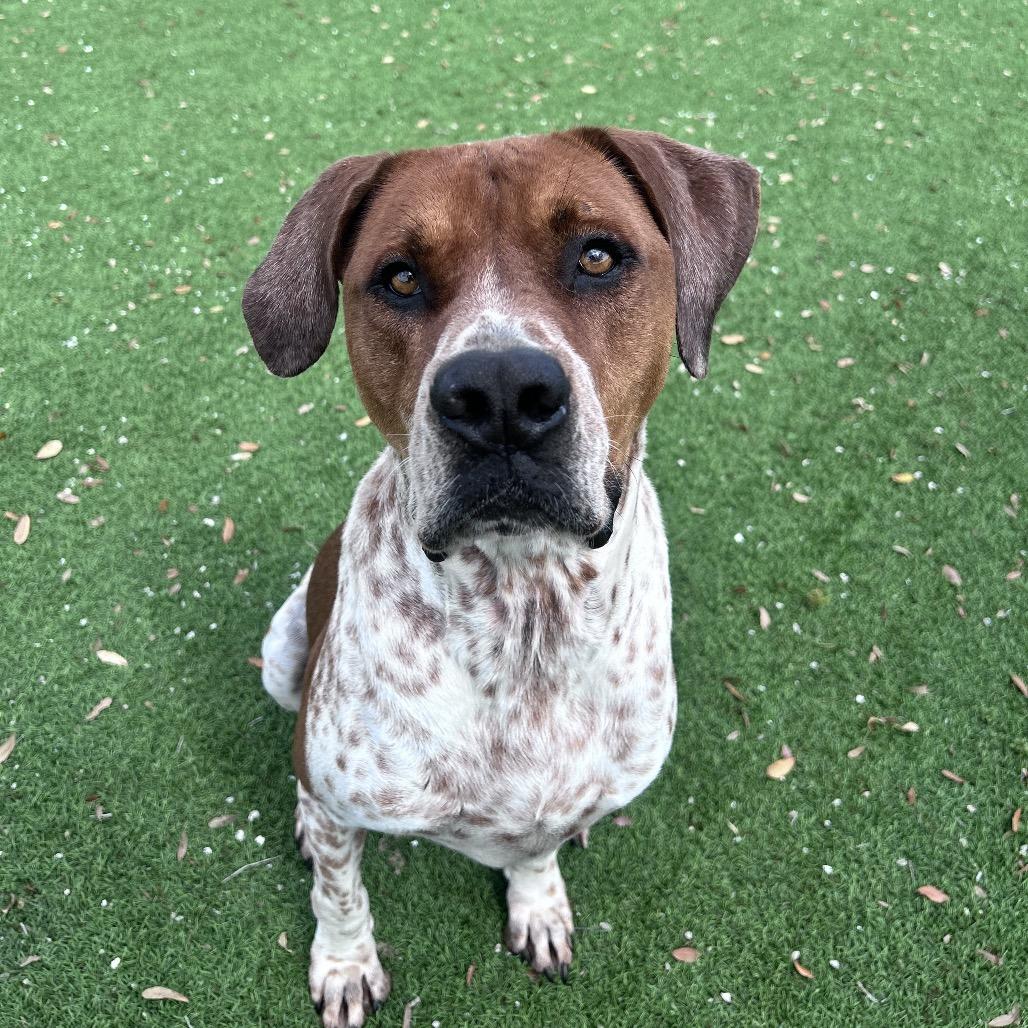 Rocco 1269, Adoptable, Adult Male English Pointer & Mixed Breed.