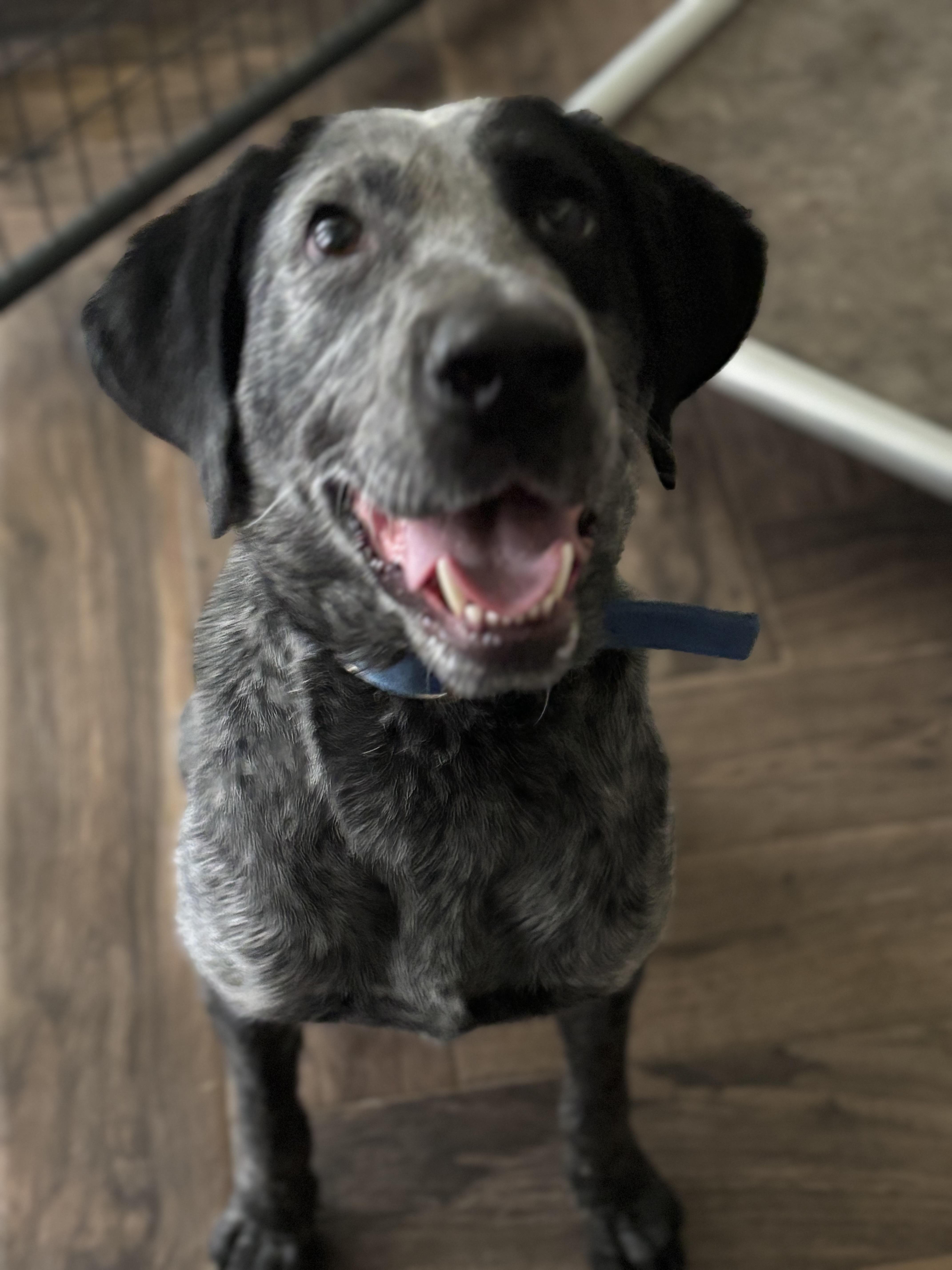 Echo, a Adoptable German Shorthaired Pointer in Macomb, MI image 1/2