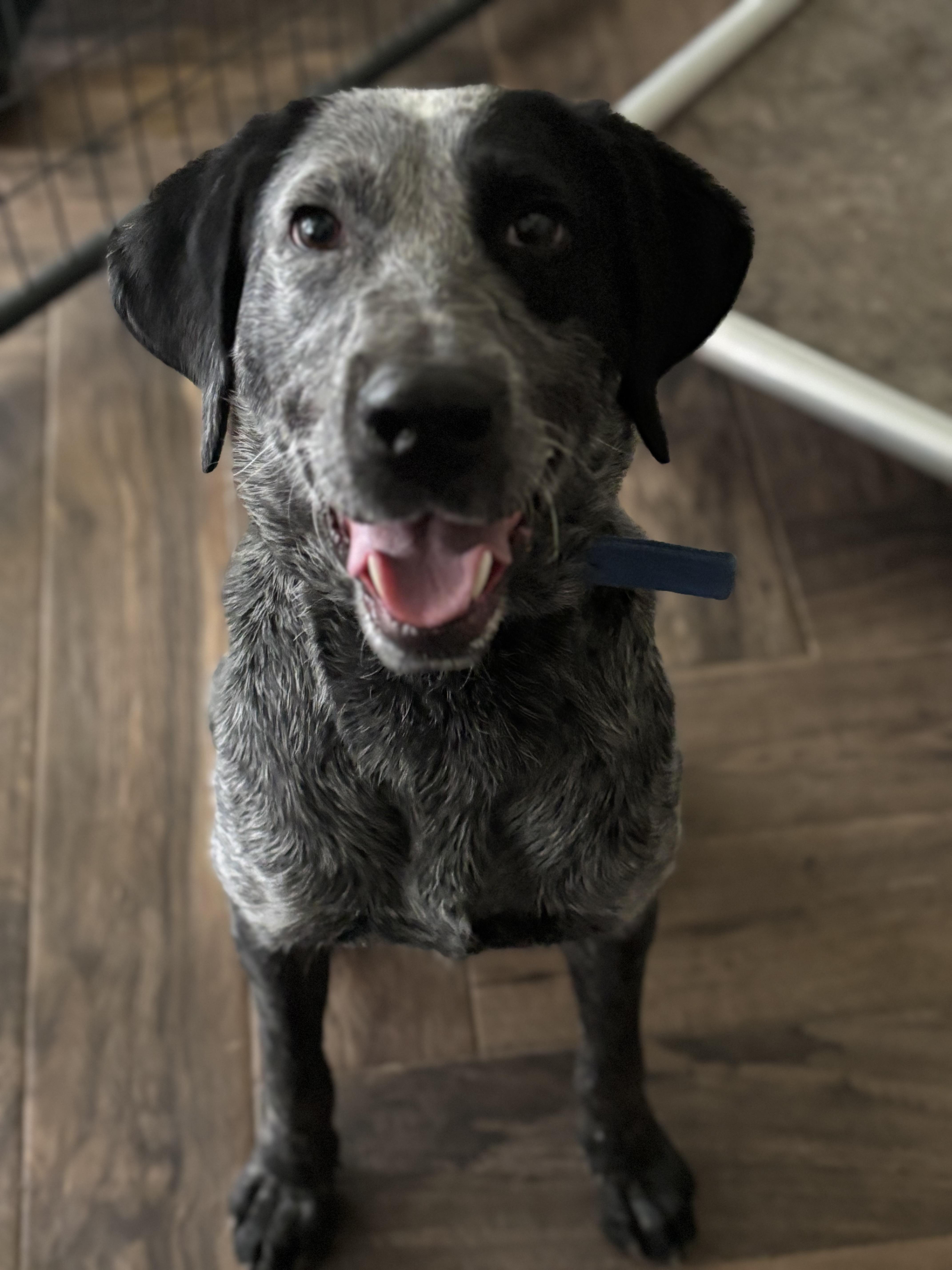 Echo, Adoptable, Adult Female German Shorthaired Pointer.