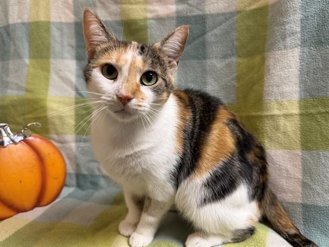 ZAYLA, Adoptable, Adult Female Domestic Short Hair.