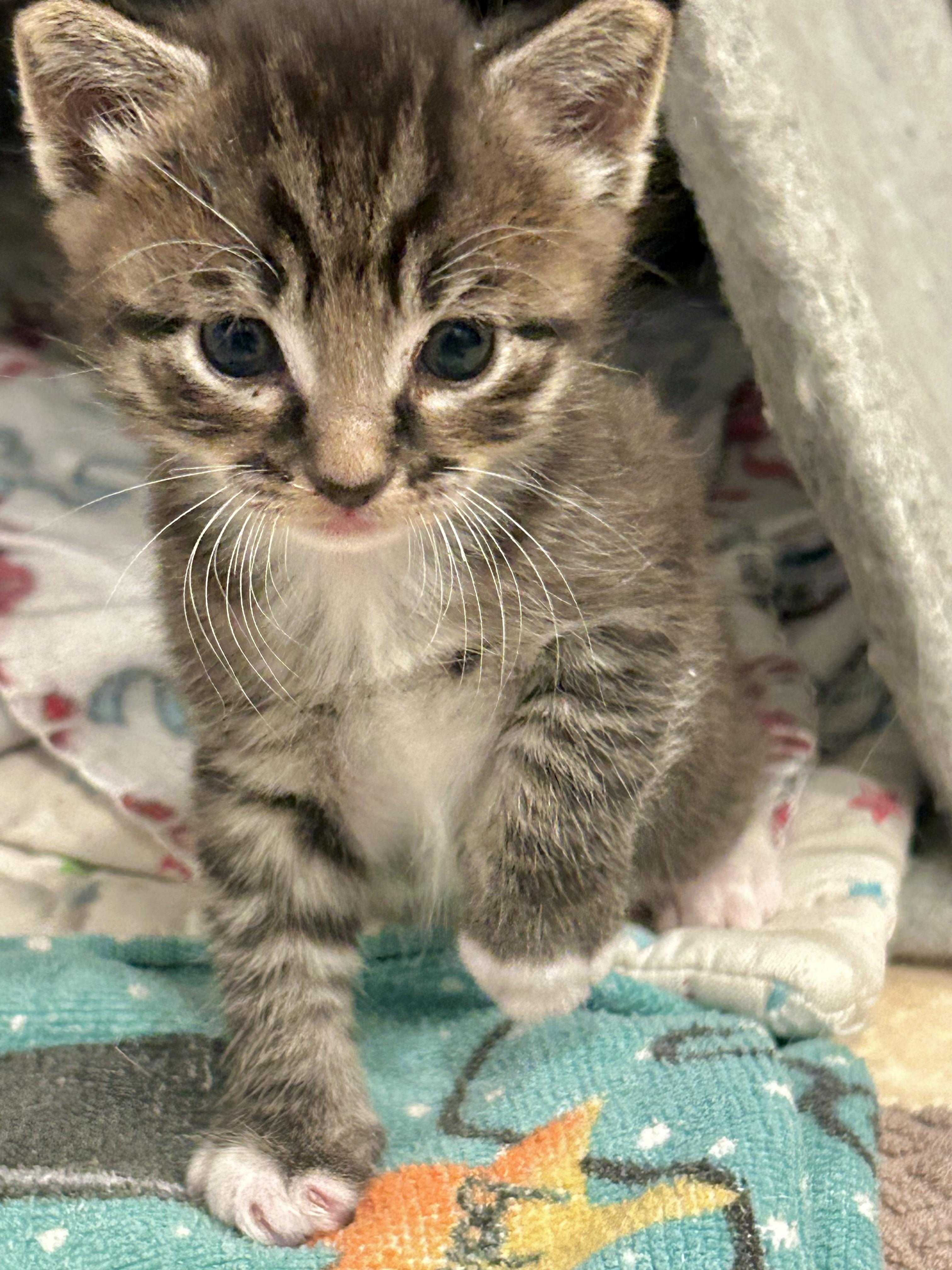 Enlarge Dumpling (mama’s boy), a Adoptable Domestic Short Hair in Houston, TX image 5/6