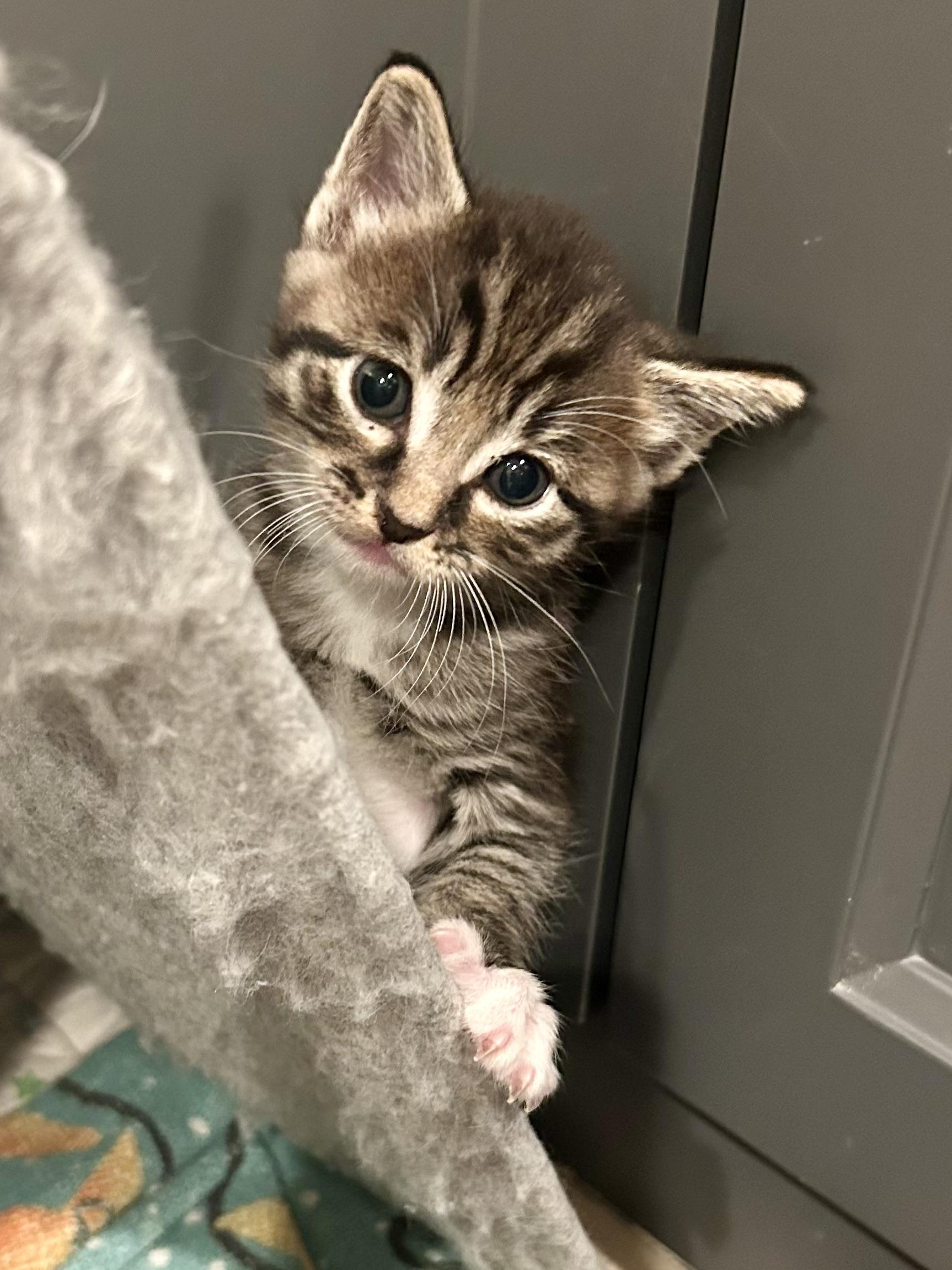 Enlarge Dumpling (mama’s boy), a Adoptable Domestic Short Hair in Houston, TX image 6/6