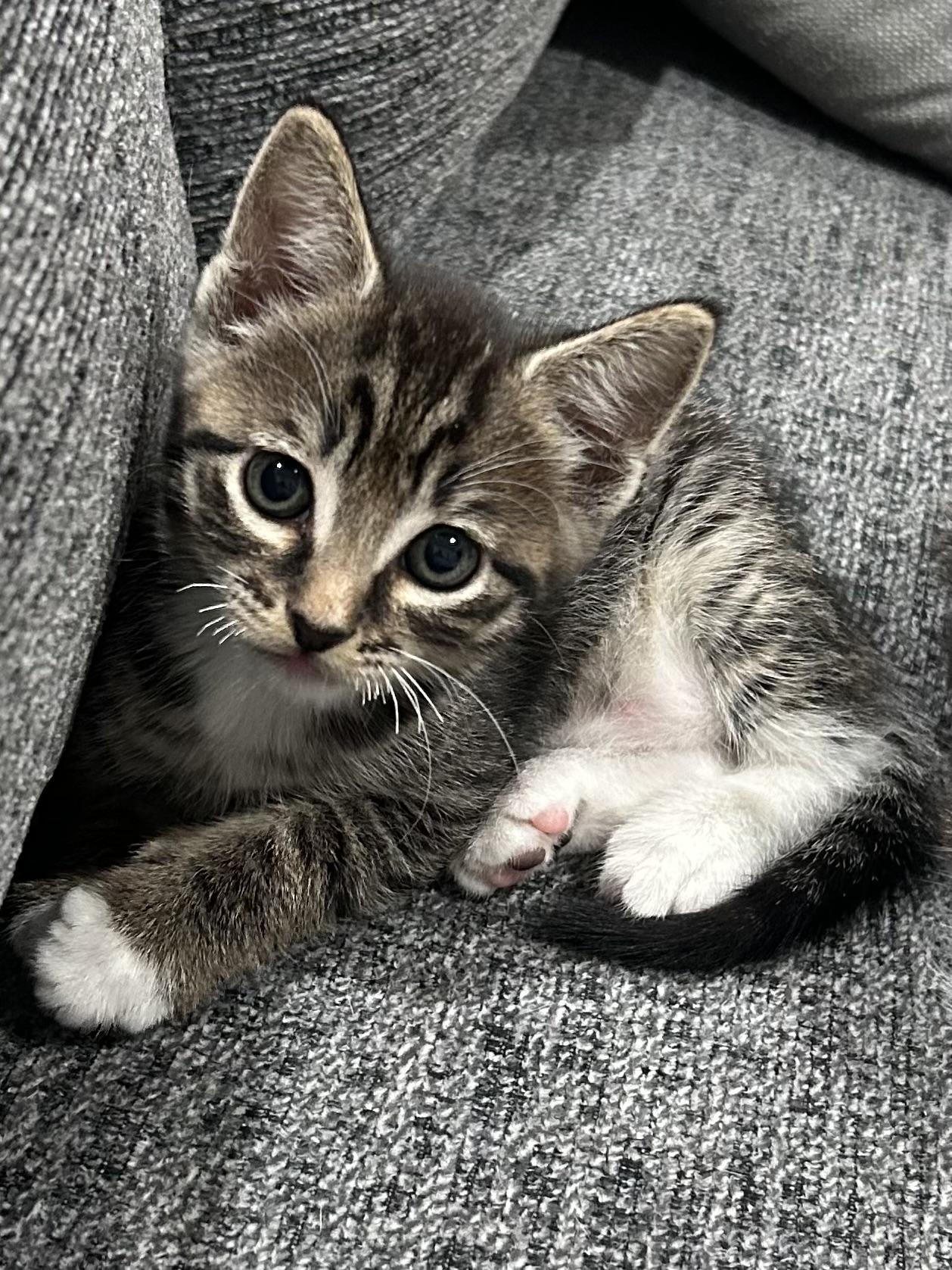 Dumpling (mama’s boy), Adoptable, Kitten Male Domestic Short Hair.