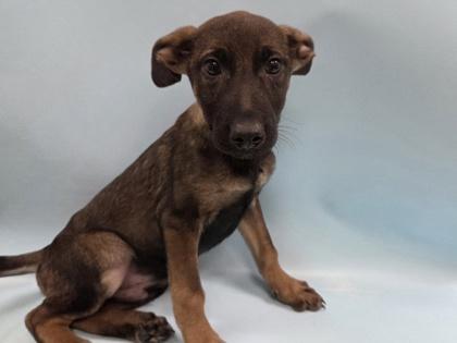 Johnny, Adoptable, Puppy Male German Shepherd Dog & Mixed Breed.
