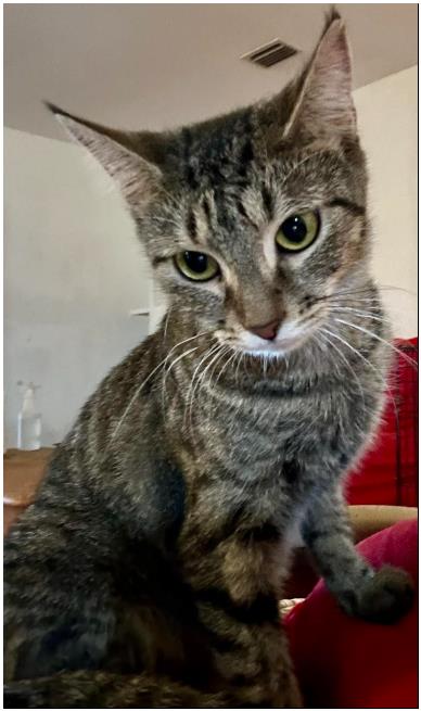 Jenny, a Adopted Tabby in Duette, FL image 2/2