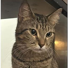 Jenny, a Adopted Tabby in Duette, FL image 1/2