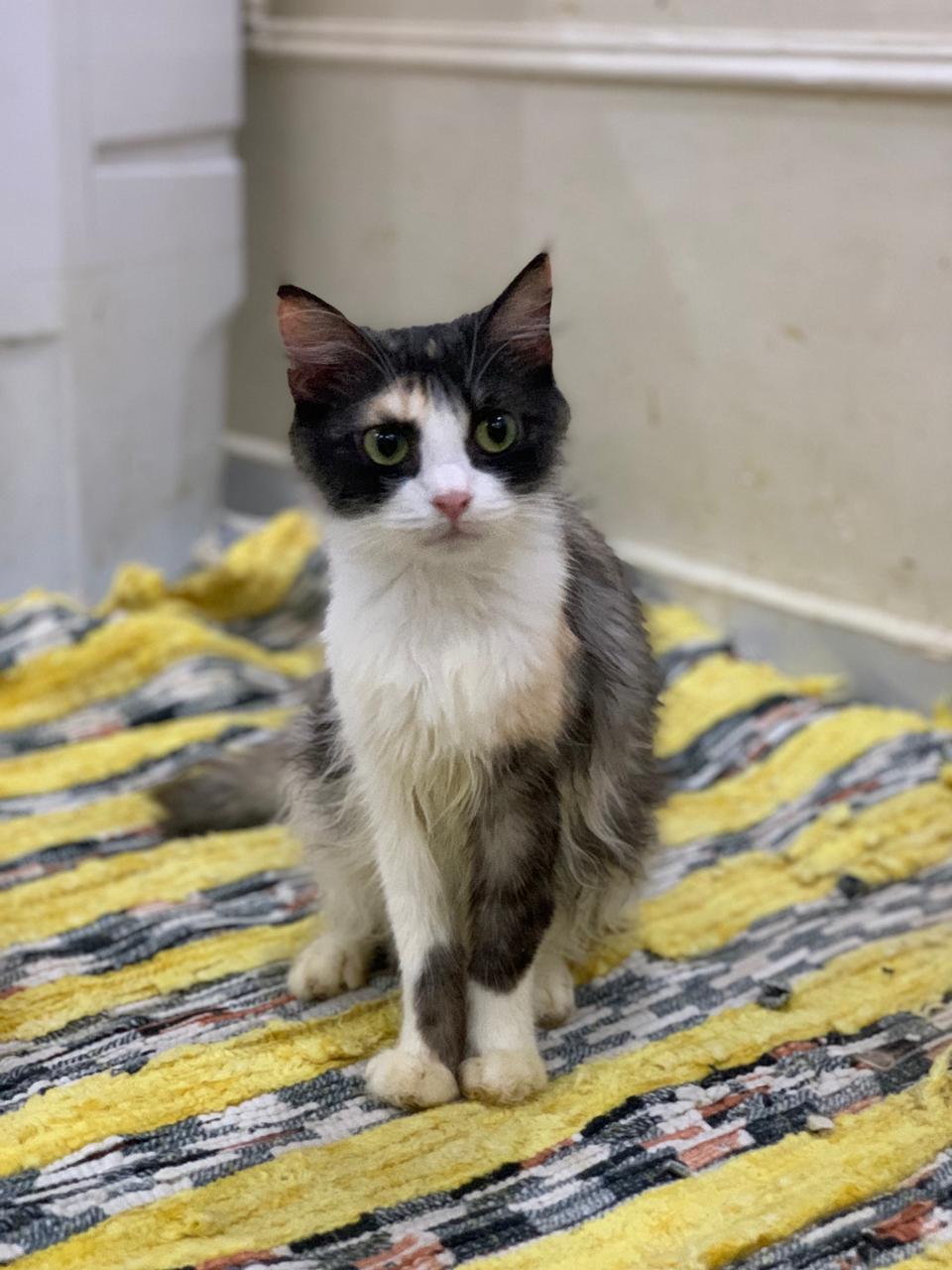 Grace C, Adoptable, Adult Female Turkish Angora.