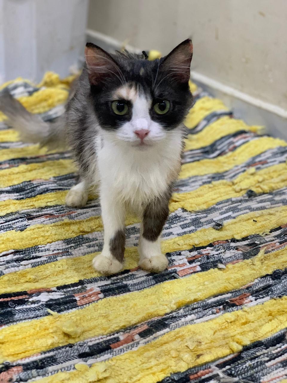 Enlarge Grace C, a Adoptable mixed breed in Brampton, ON image 2/2