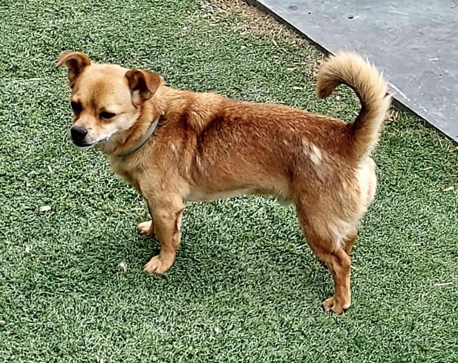 Enlarge Arthur, a ADOPTABLE mixed breed in St. Clairsville, OH image 2/2