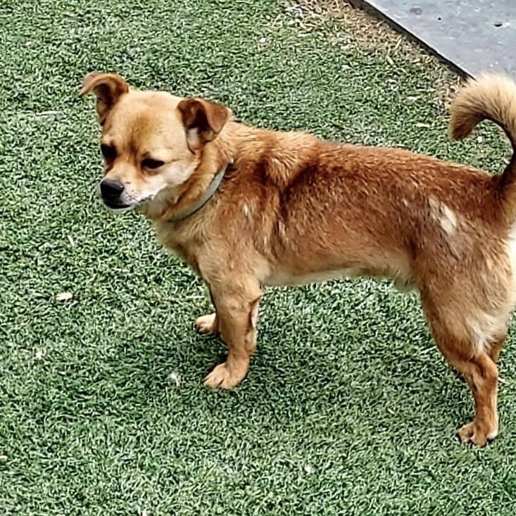 Enlarge Arthur, a ADOPTABLE mixed breed in St. Clairsville, OH image 1/2