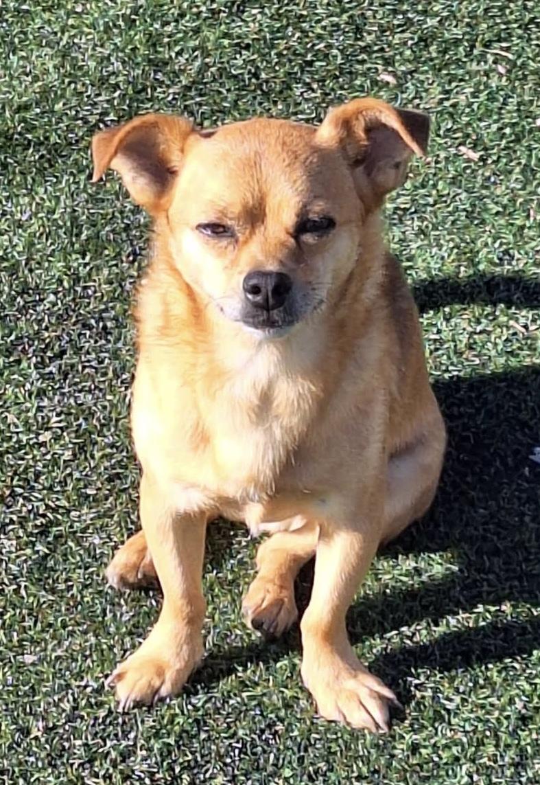 Enlarge Arthur, a ADOPTABLE mixed breed in St. Clairsville, OH image 1/2