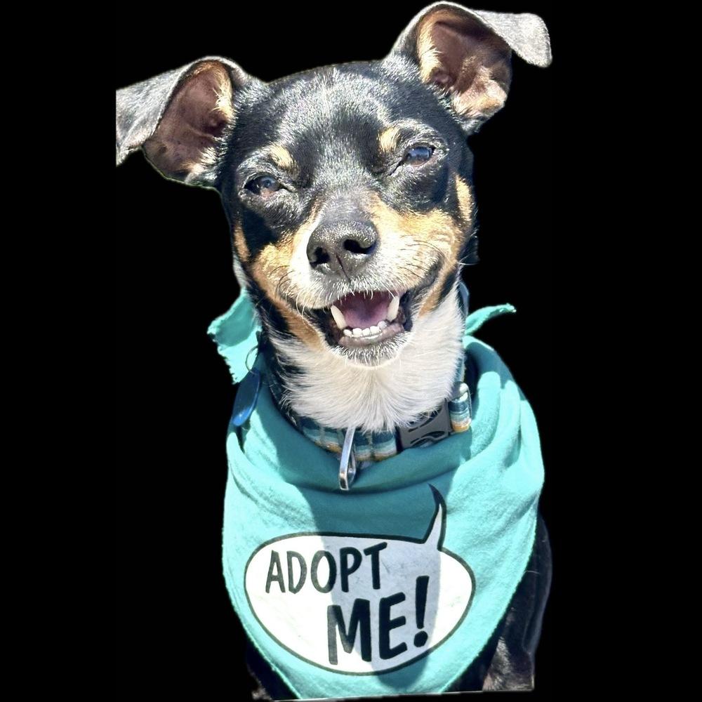 Enlarge Mannix, a Adoptable mixed breed in Hurricane, UT image 1/6