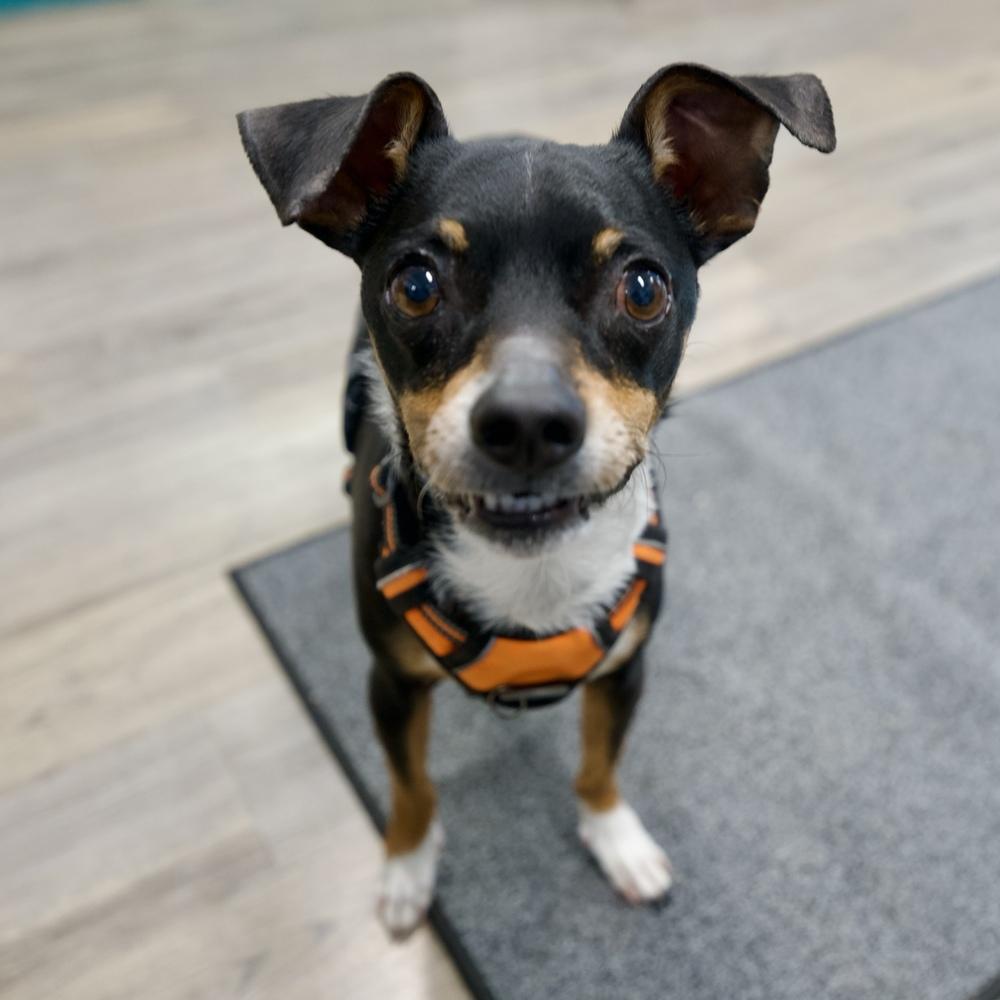 Mannix, Adoptable, Adult Male Chihuahua.