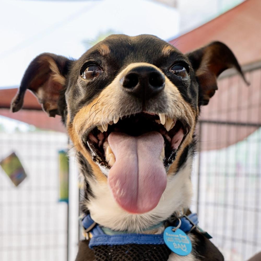Enlarge Mannix, a Adoptable mixed breed in Hurricane, UT image 3/6