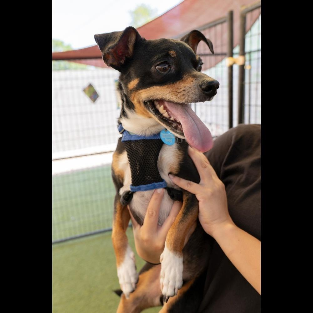 Enlarge Mannix, a Adoptable mixed breed in Hurricane, UT image 4/6
