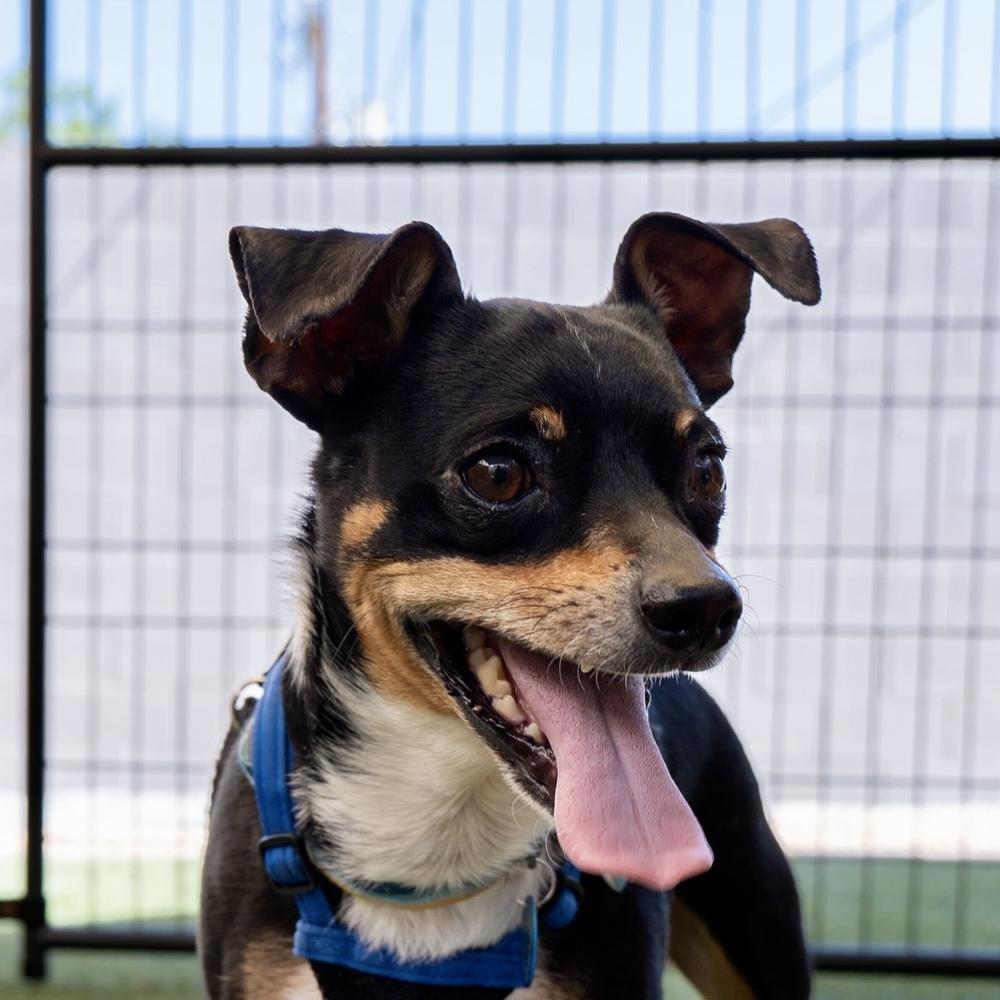 Enlarge Mannix, a Adoptable mixed breed in Hurricane, UT image 6/6
