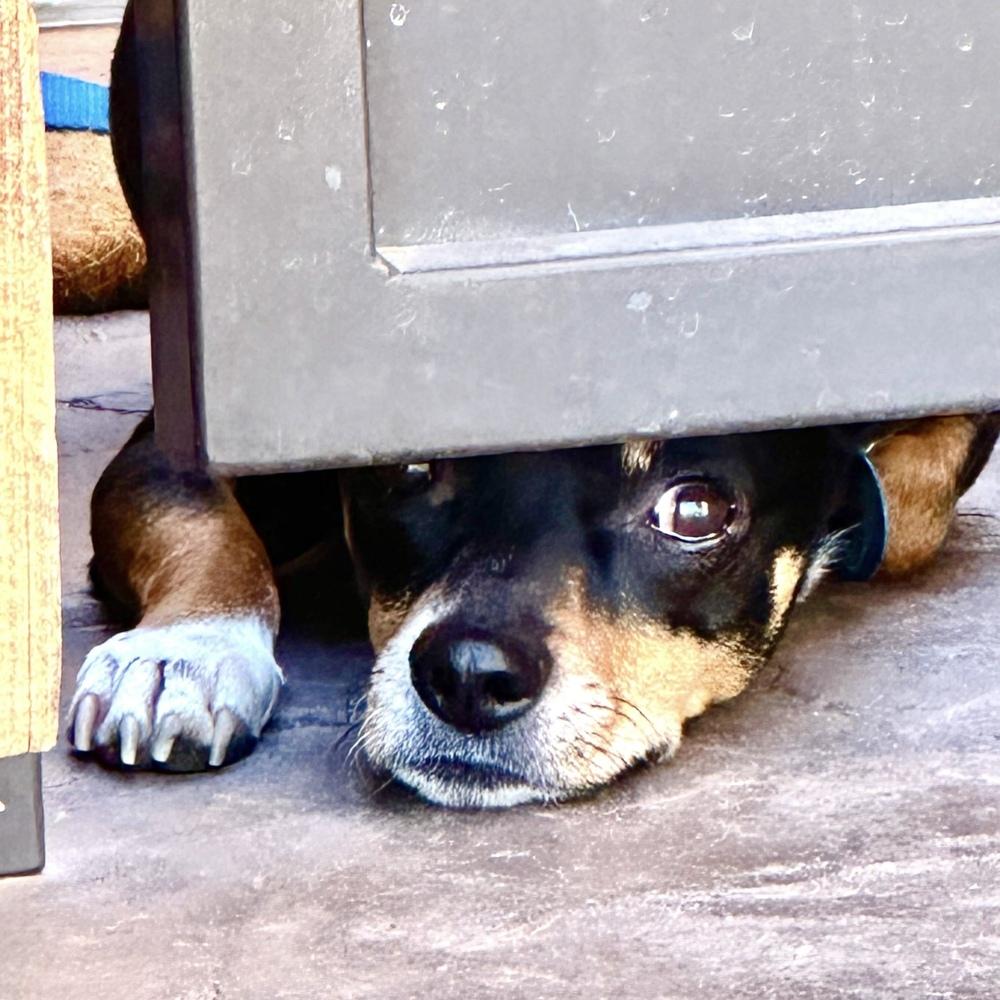 Enlarge Mannix, a Adoptable mixed breed in Hurricane, UT image 1/3