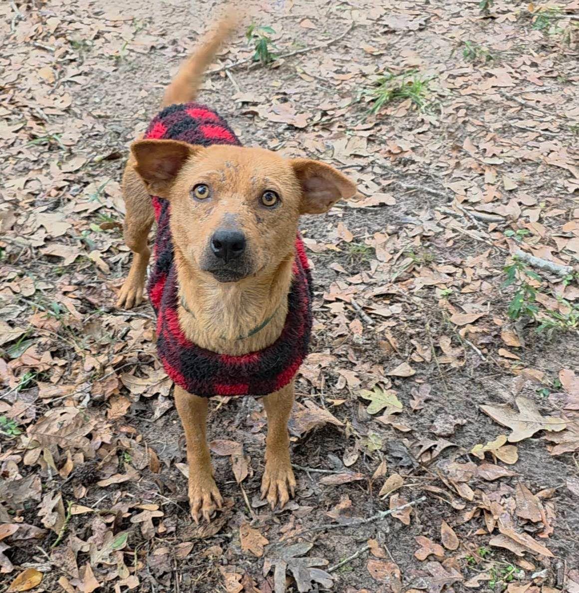 Mao Mao, a Adoptable Terrier in The Woodlands, TX image 2/2