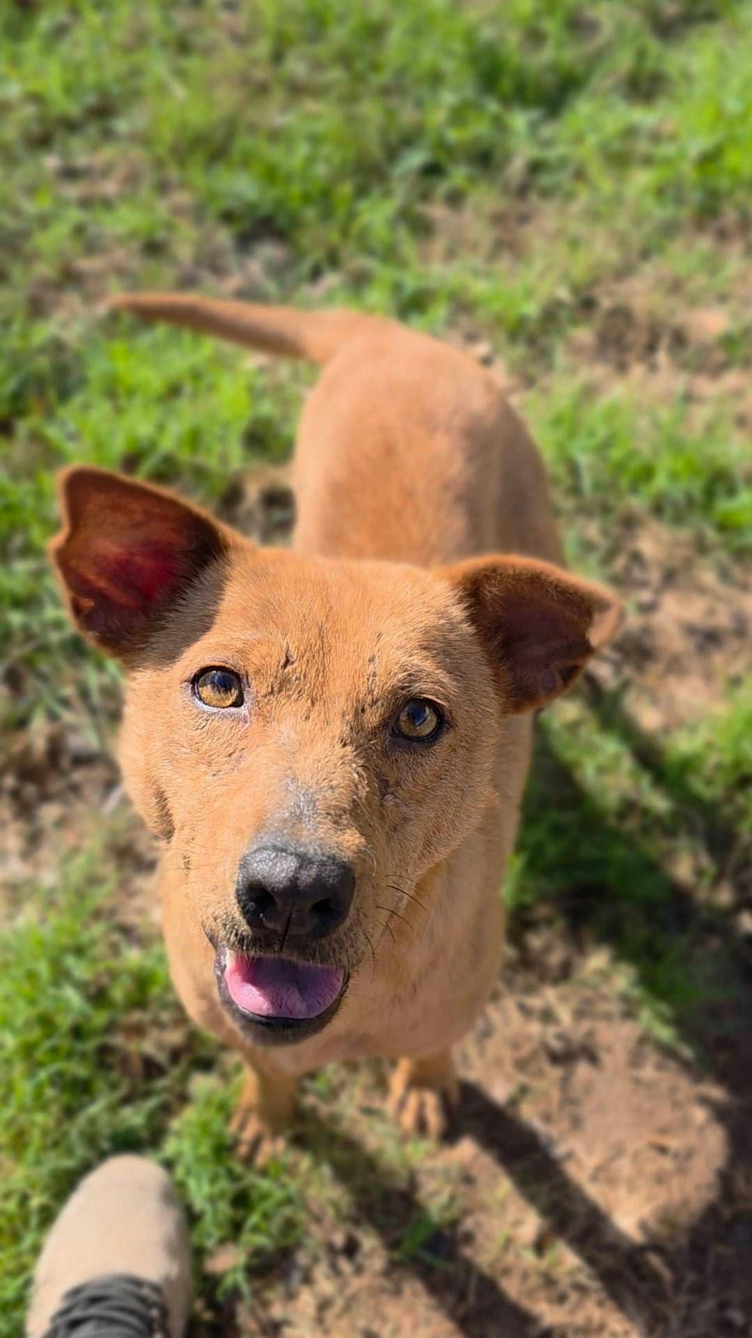 Mao Mao, a Adoptable Terrier in The Woodlands, TX image 1/2