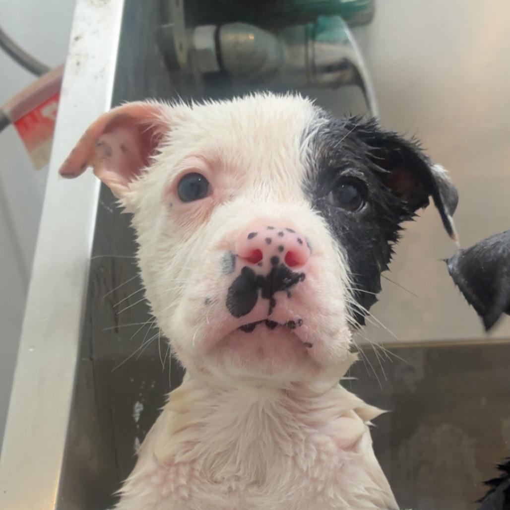 Freckles, Adoptable, Puppy Male Labrador Retriever.