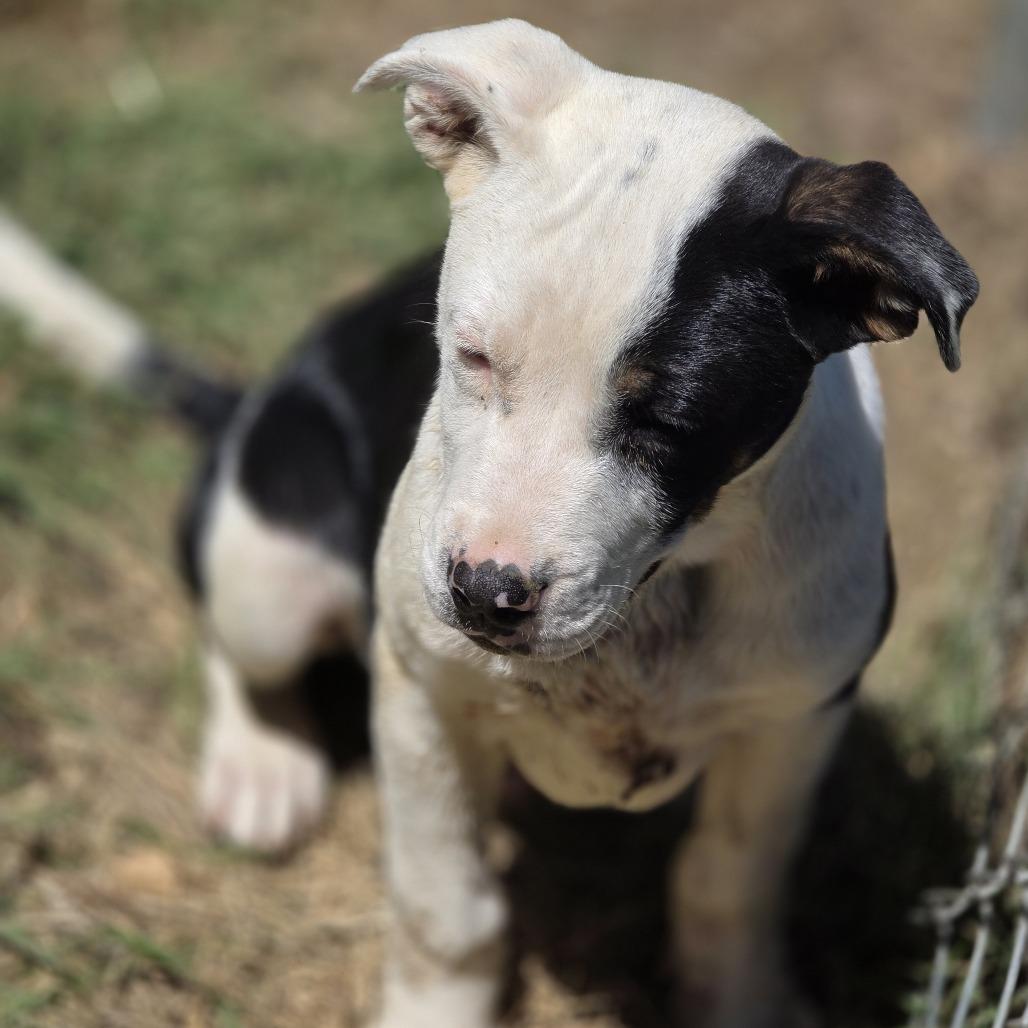 Enlarge Freckles, a Adoptable Labrador Retriever in Wiggins, MS image 2/3