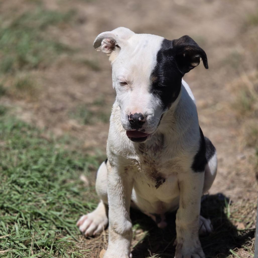 Enlarge Freckles, a Adoptable Labrador Retriever in Wiggins, MS image 3/3