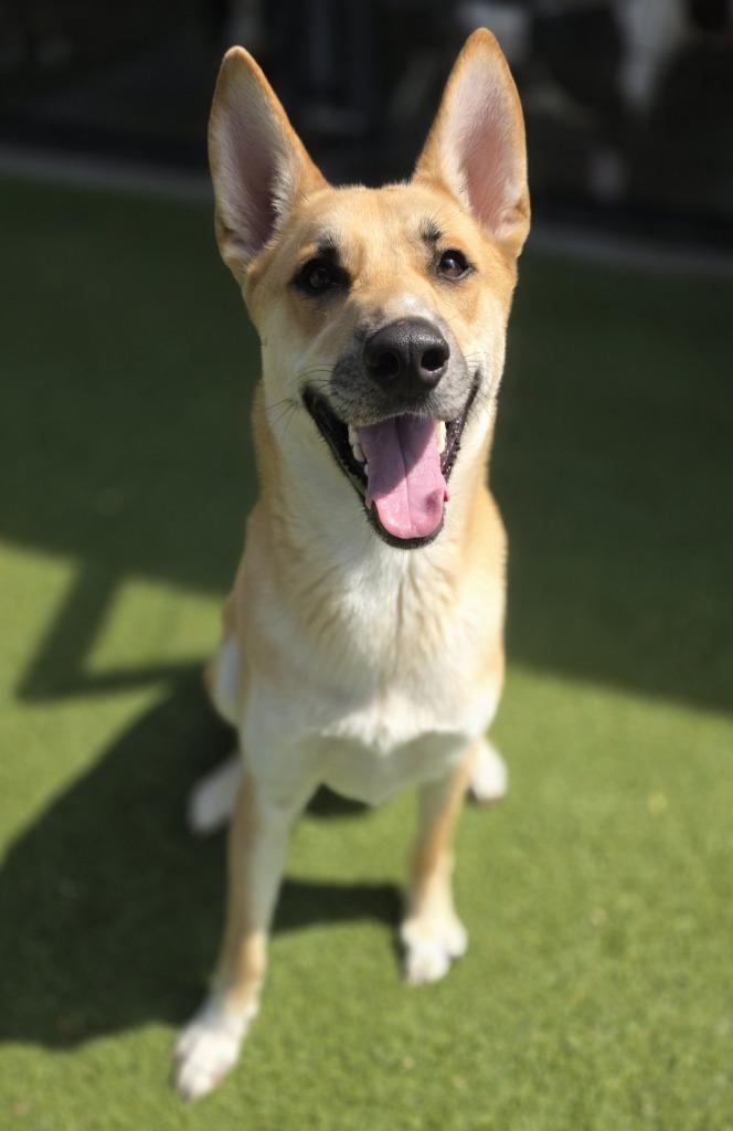 Ozzie, Adoptable, Young Male Siberian Husky.