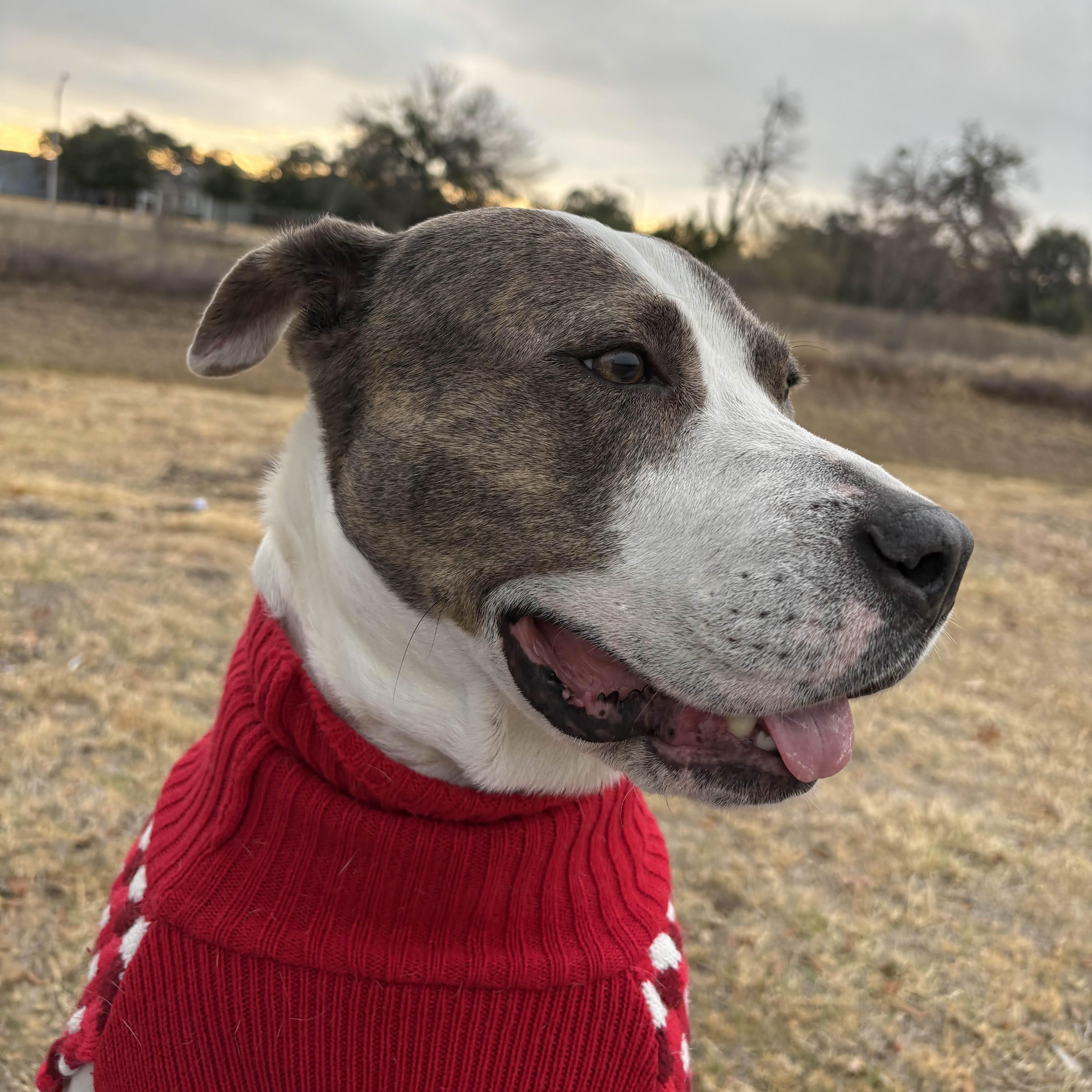 Enlarge Apple Dumpling, a Adoptable mixed breed in Austin, TX image 6/6