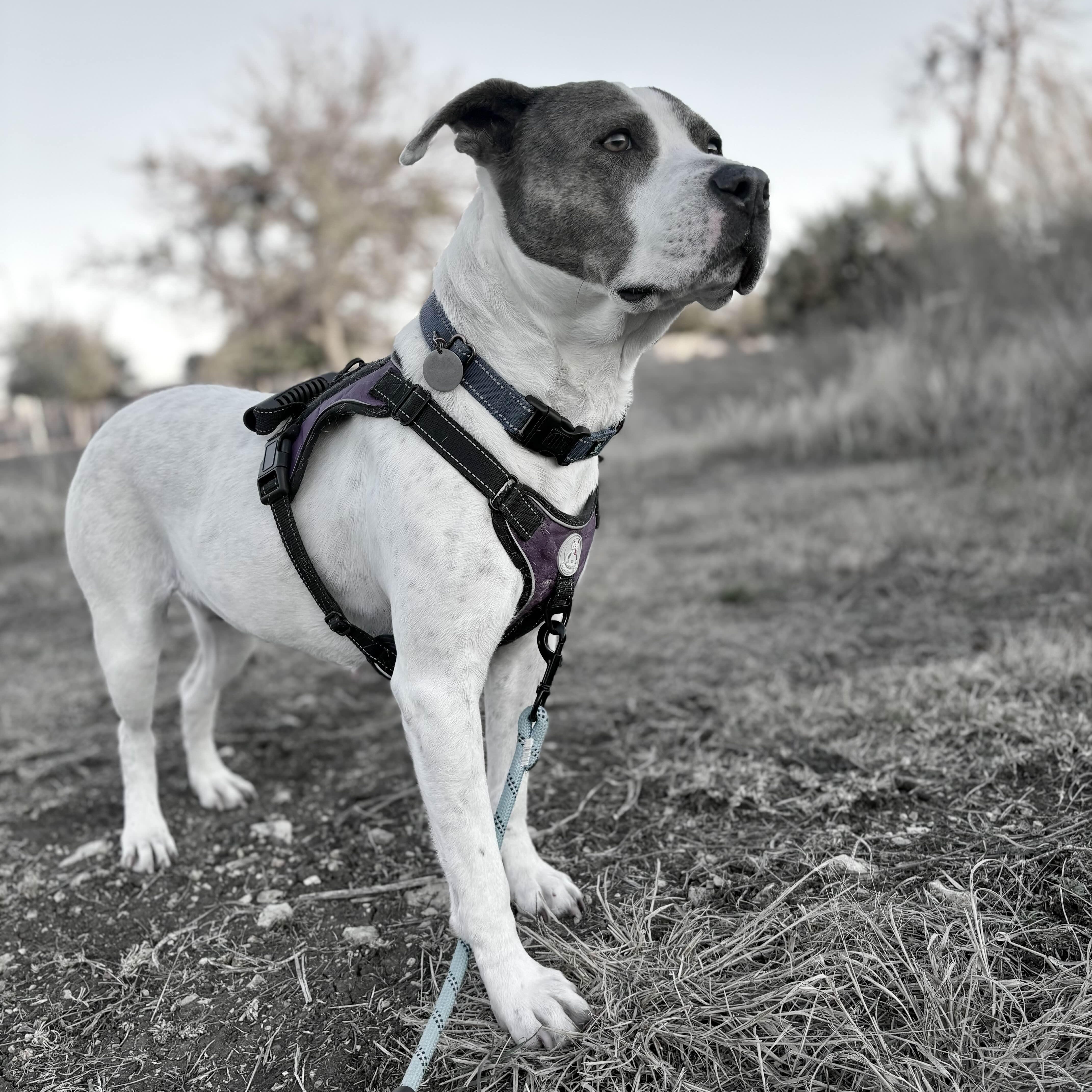 Enlarge Apple Dumpling, a Adoptable mixed breed in Austin, TX image 1/6