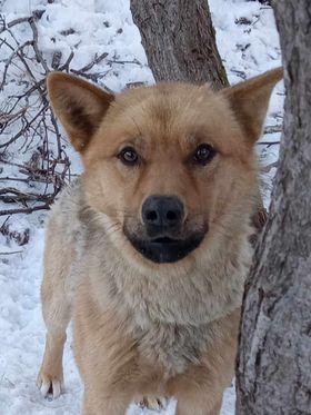 Buster, Adopted, Adult Male Husky.