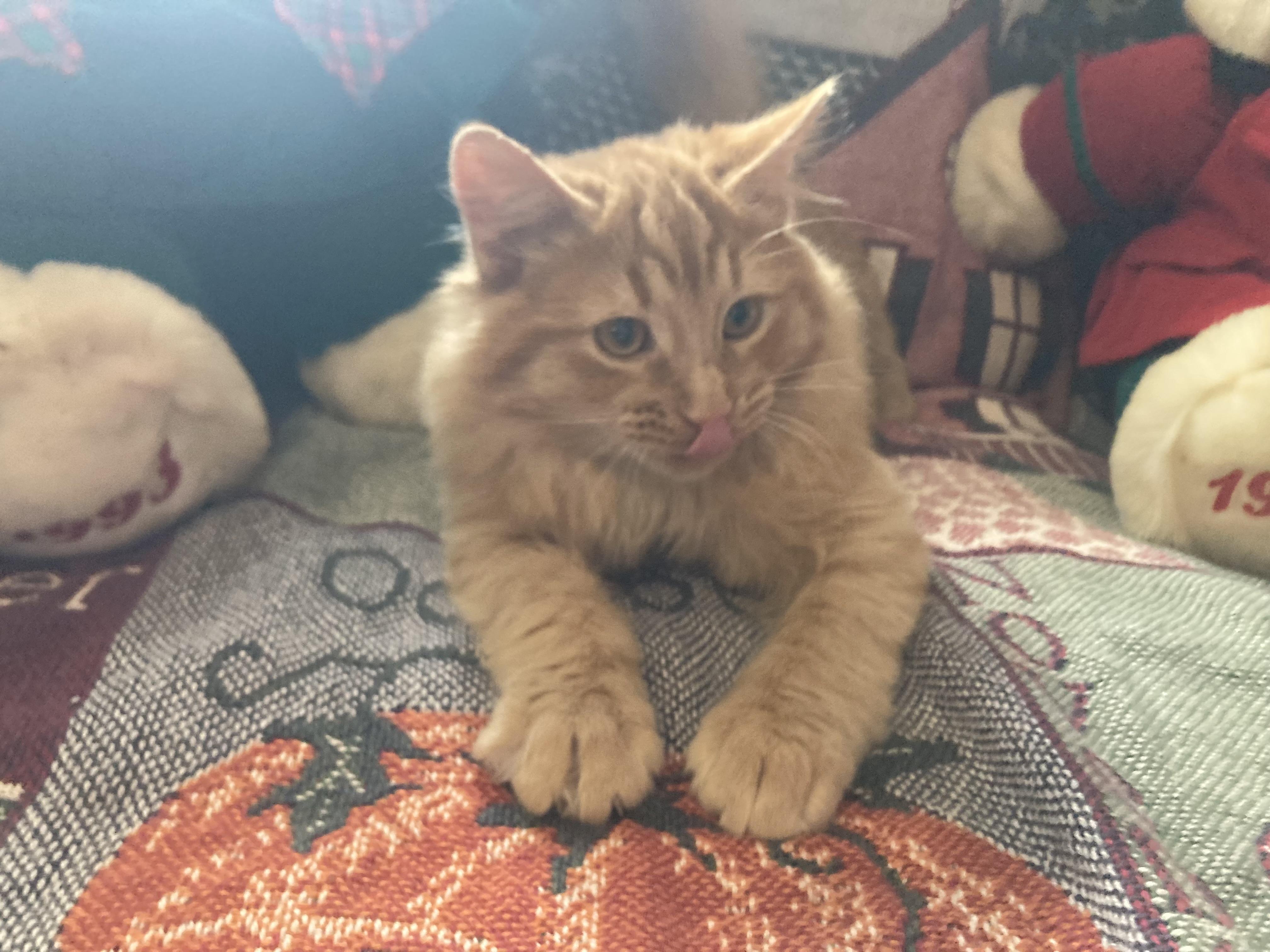 Enlarge Garfield James, an adoptable Domestic Medium Hair in Hartville, OH image 1/4