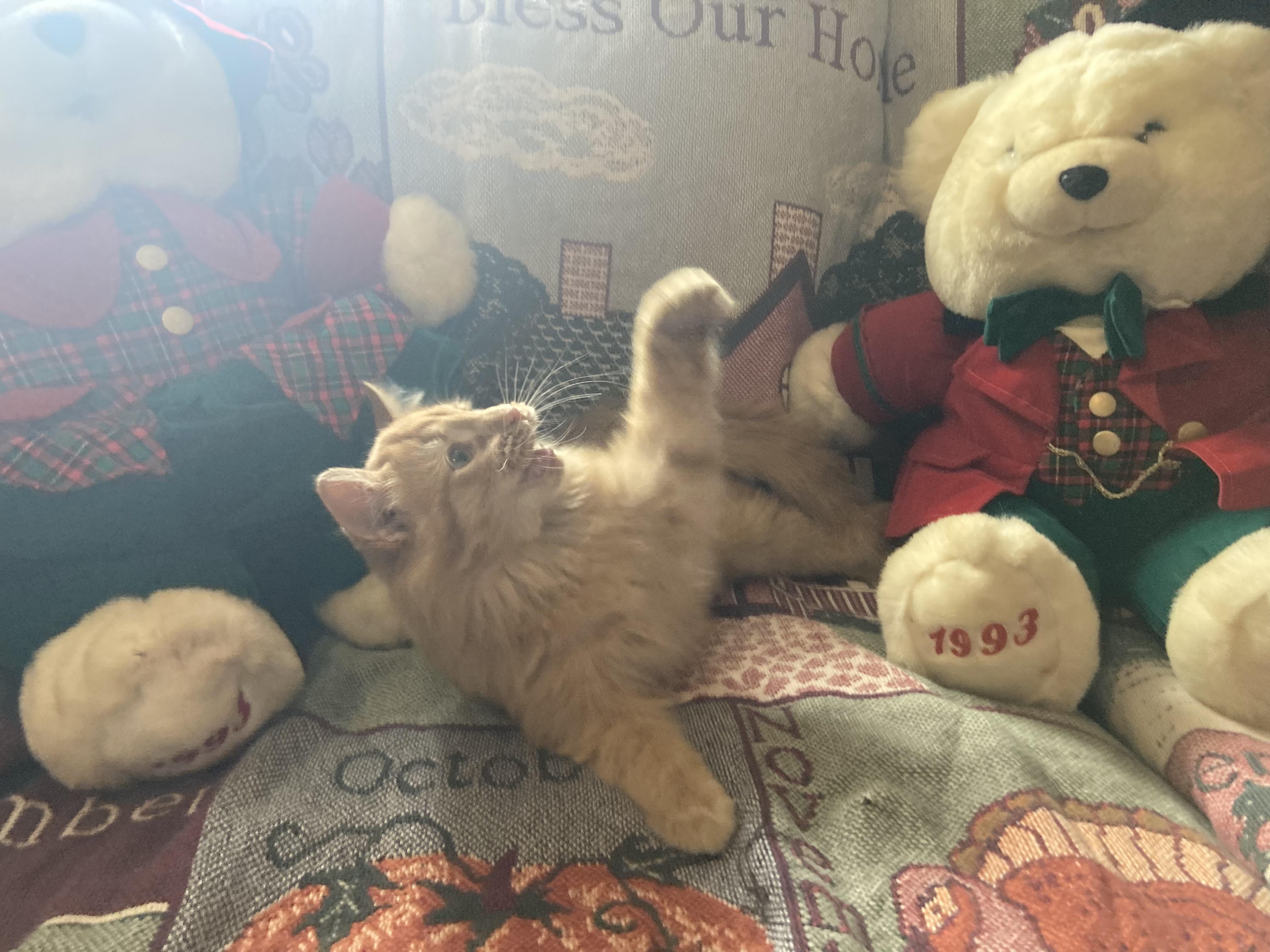 Enlarge Garfield James, an adoptable Domestic Medium Hair in Hartville, OH image 4/4