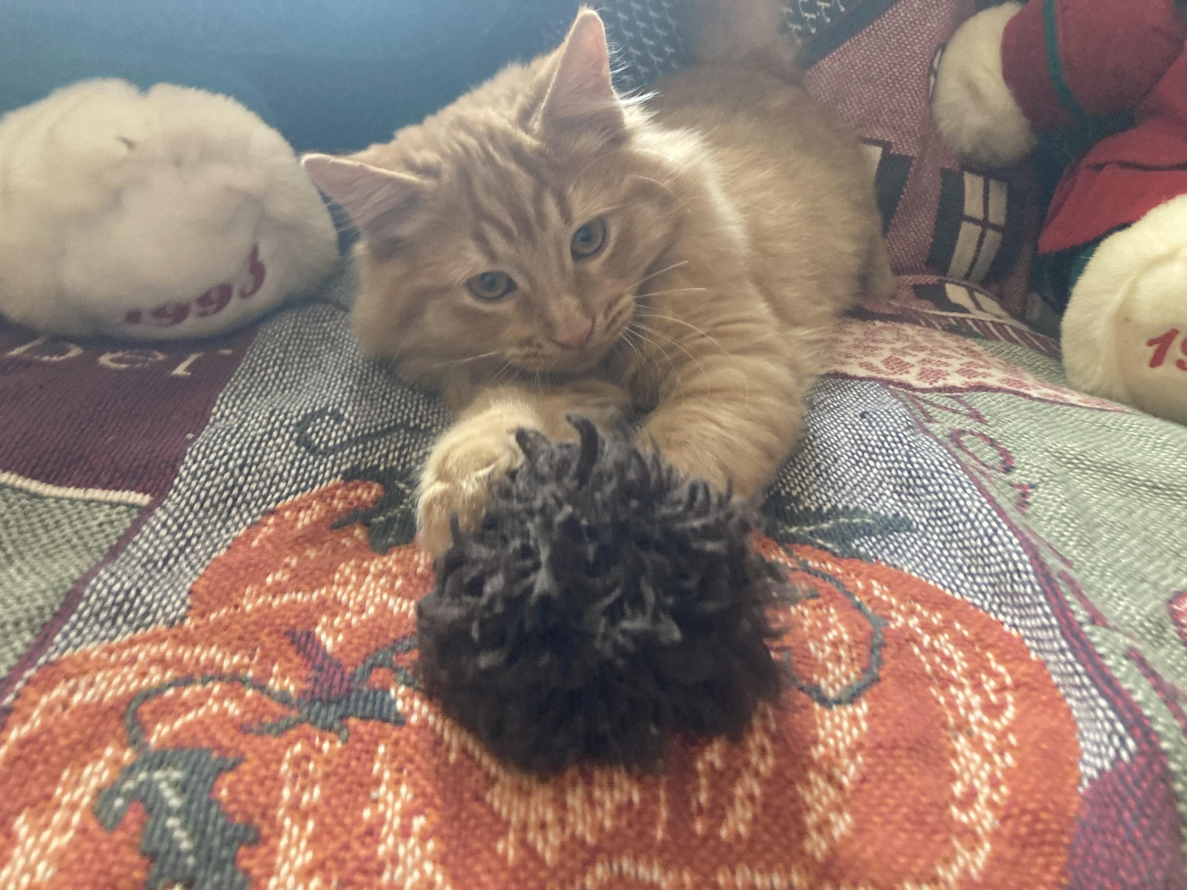 Enlarge Garfield James, an adoptable Domestic Medium Hair in Hartville, OH image 3/4