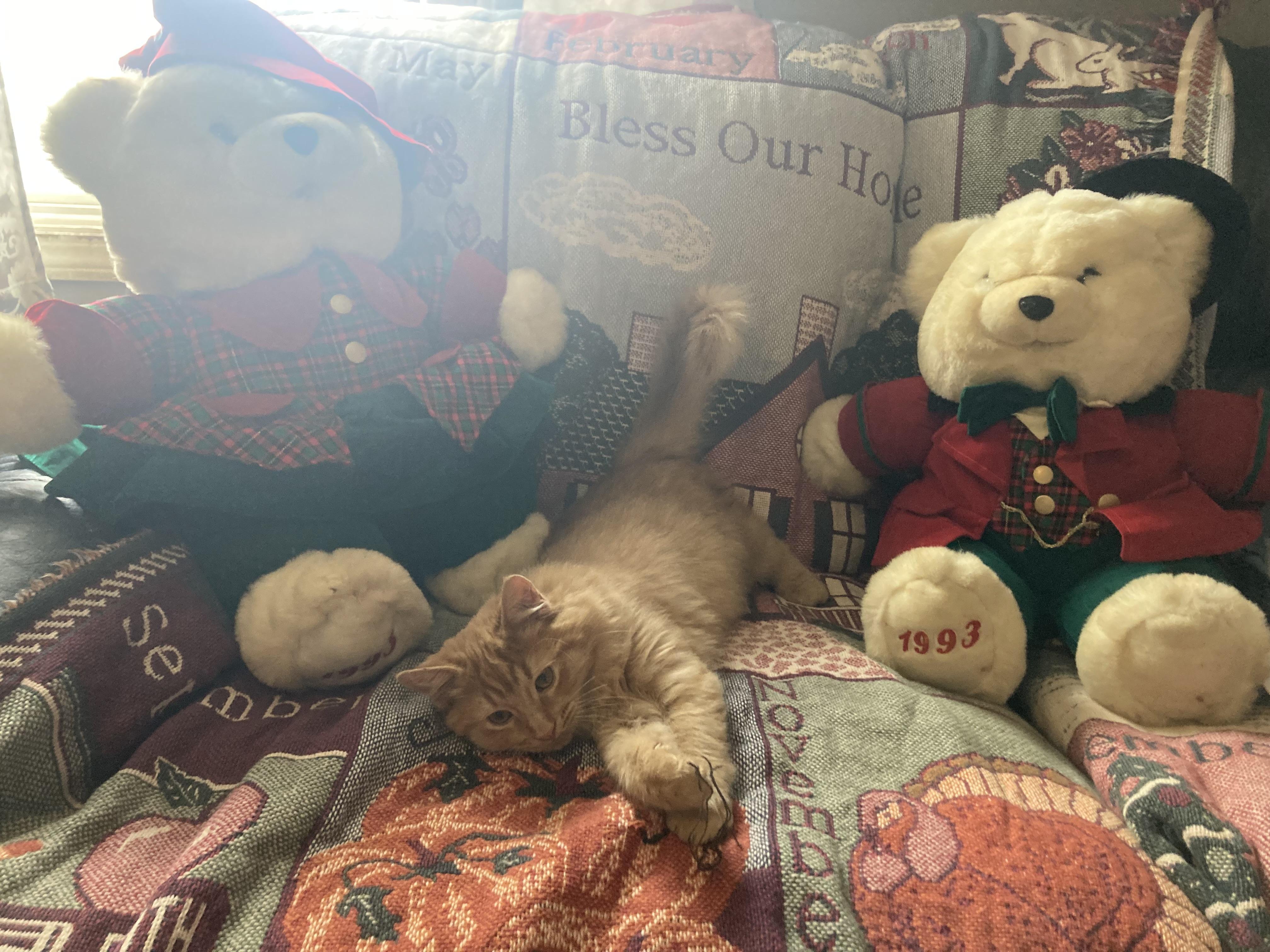 Enlarge Garfield James, an adoptable Domestic Medium Hair in Hartville, OH image 2/4